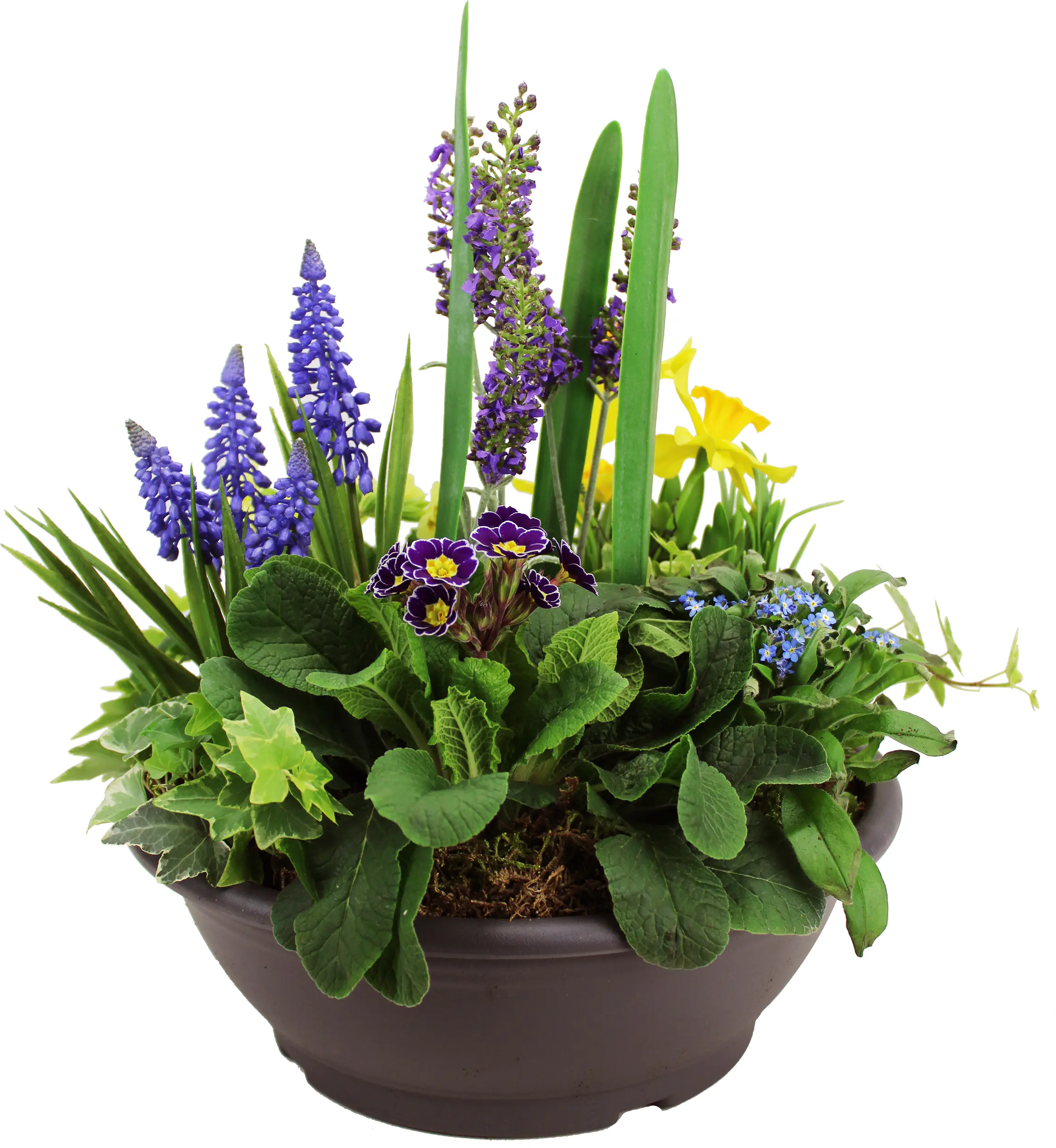 Bepflanzte XXL Frühlingsschale 30 cm