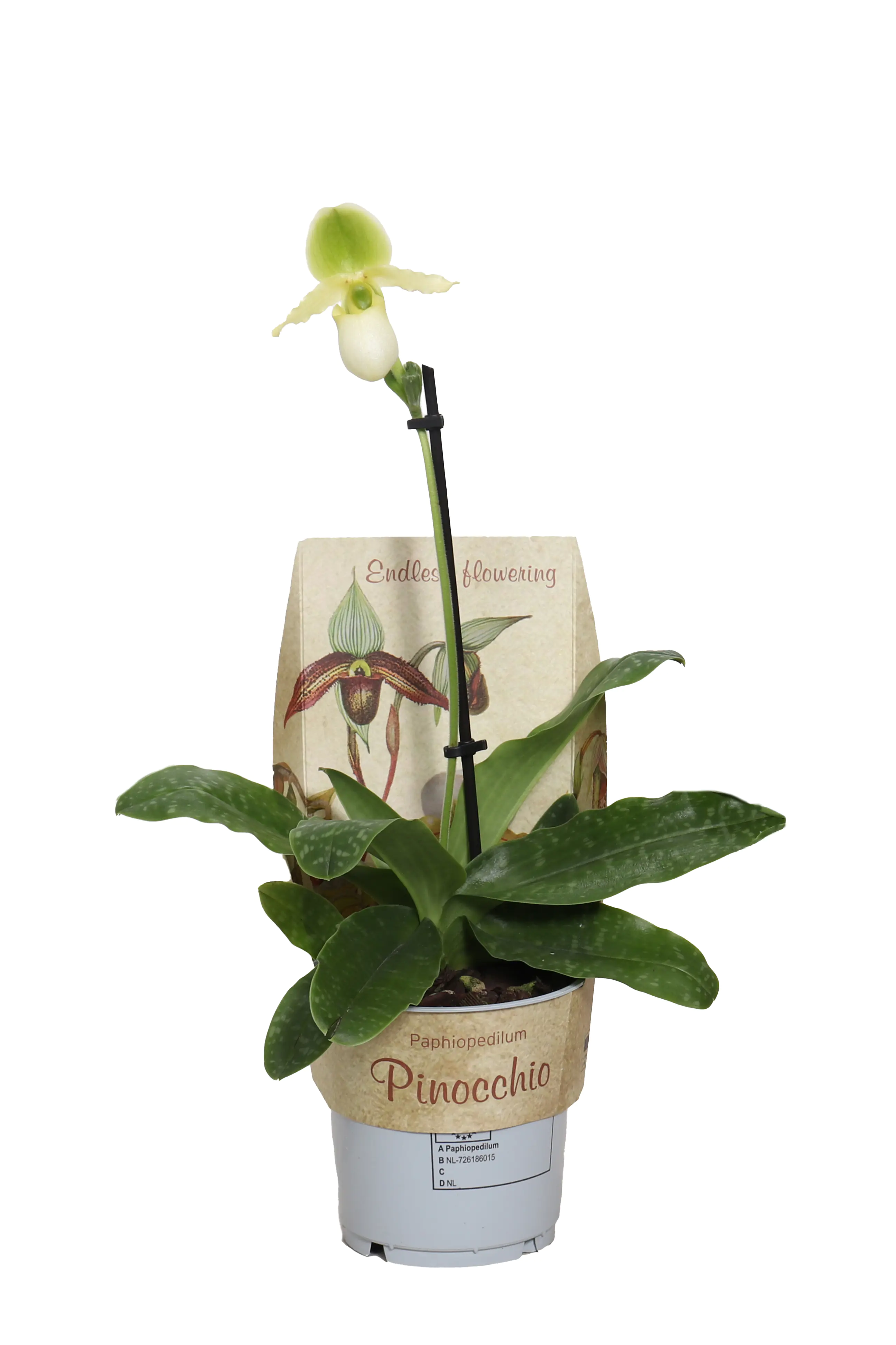 Frauenschuh "Pinocchio" Mix 1 Trieb Paphiopedilum 12 cm Topf