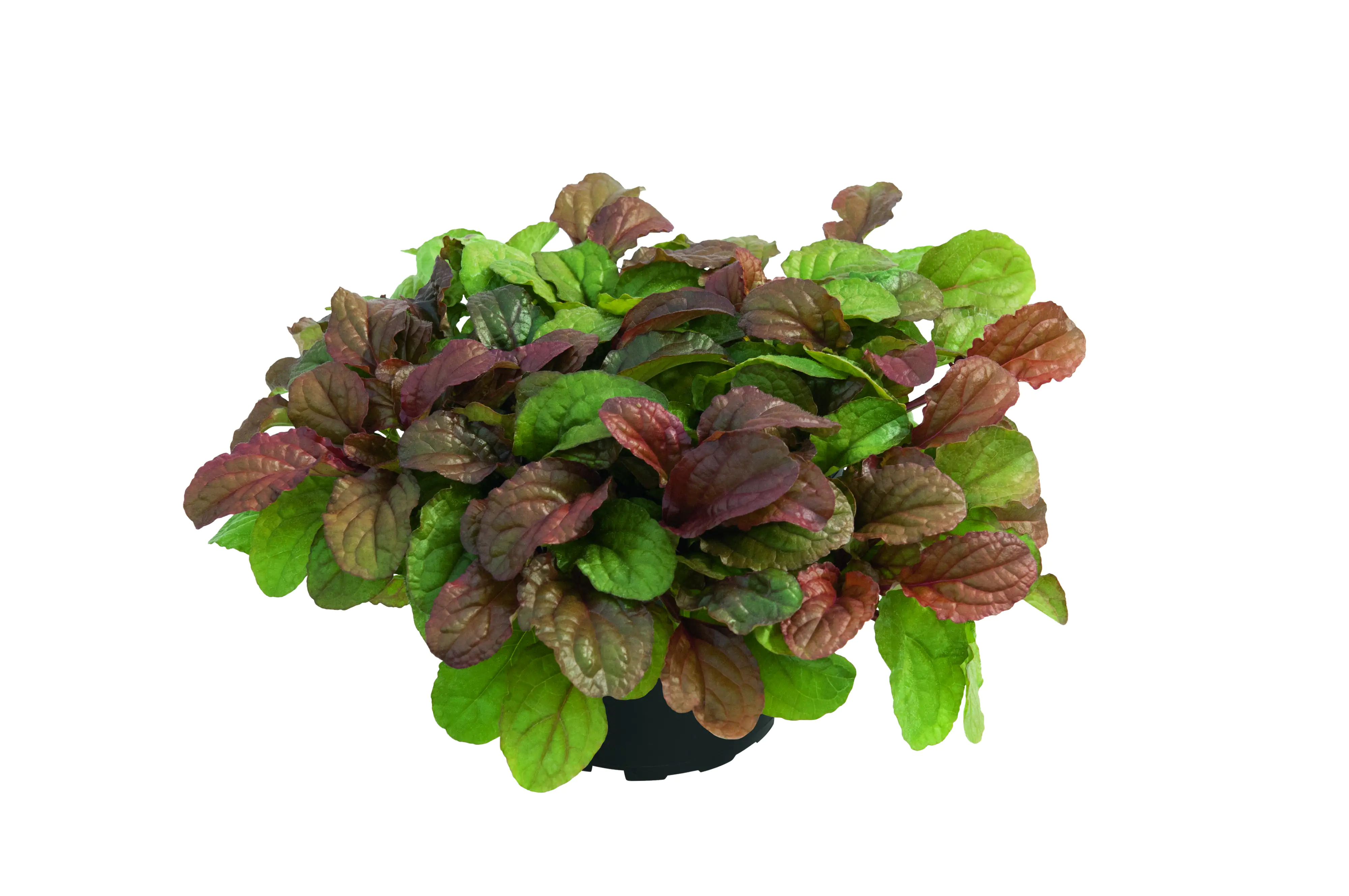 Kriechende Günsel Ajuga reptans 17 cm Topf
