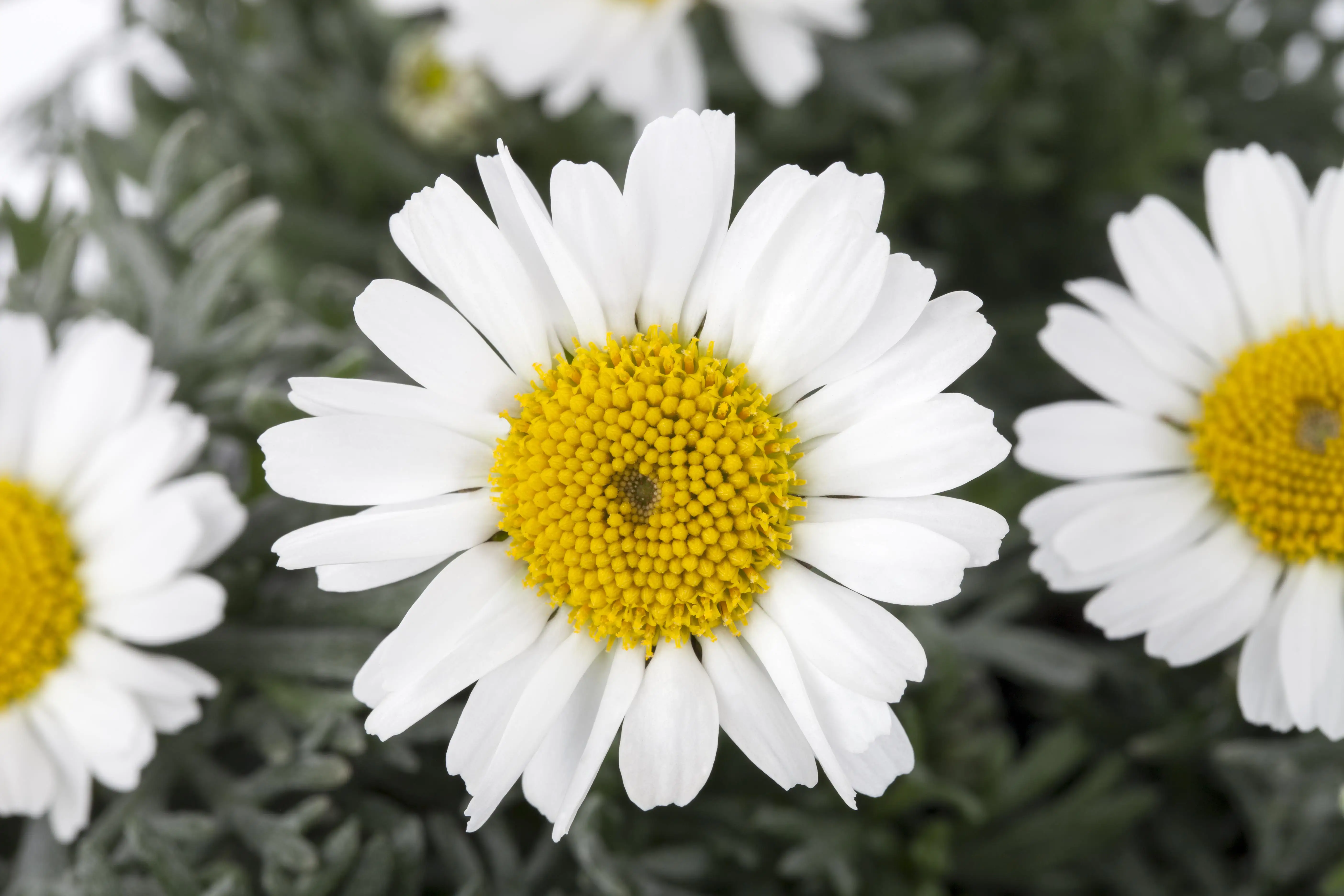 Margeritenbusch Argyranthemum Frutescens H 45 cm 18 cm Topf