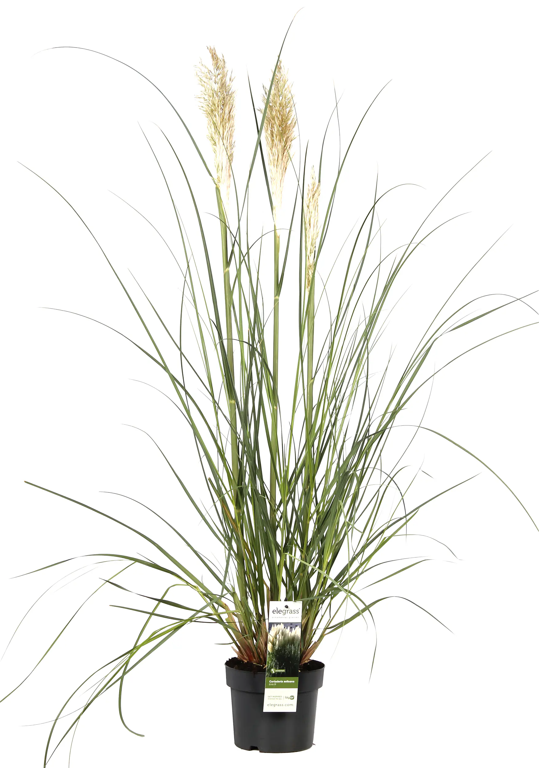 Cortaderia Pampasgras in Sorten H 90 - 120 cm, 23 cm Topf