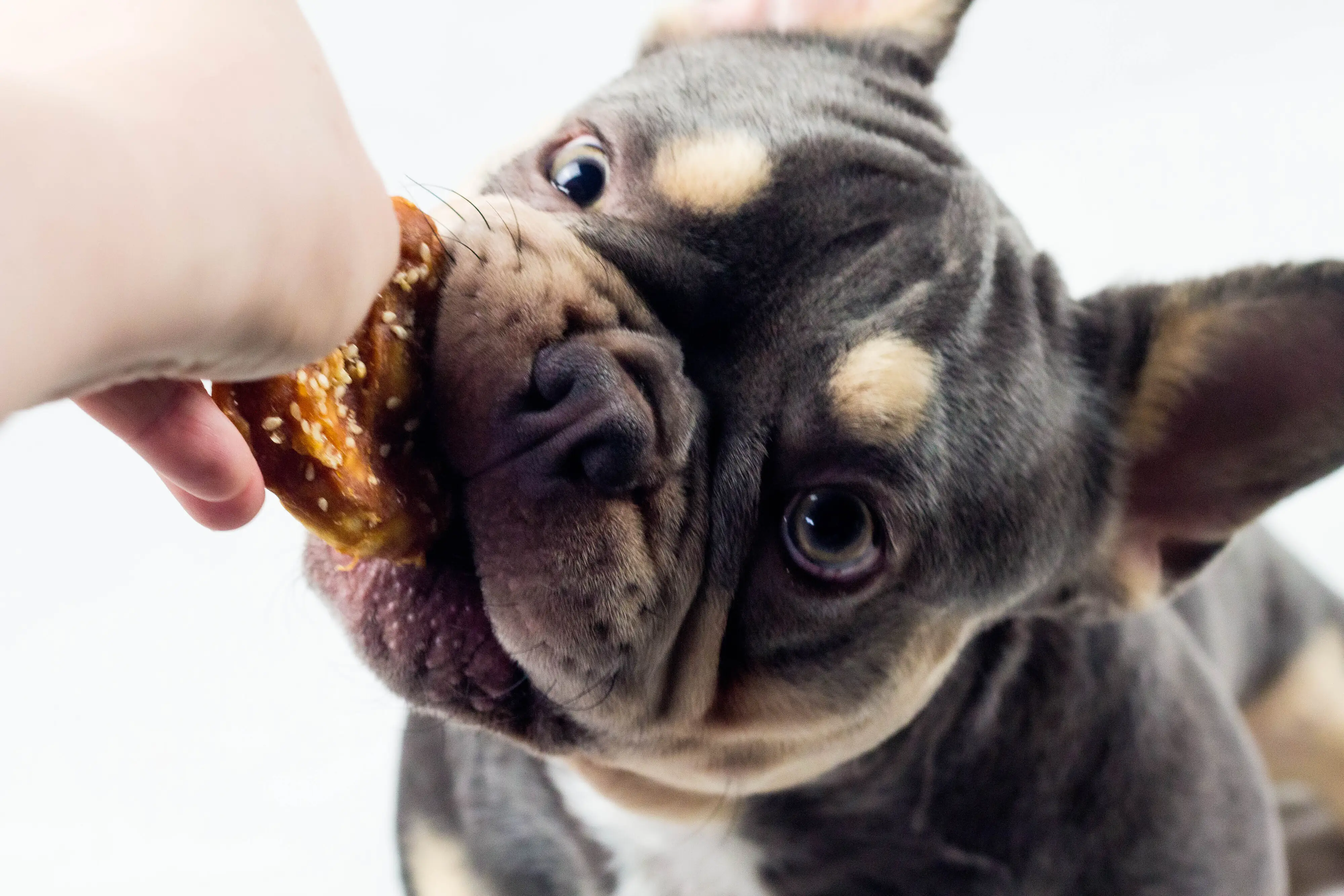 Nobby StarSnack Barbecue Chicken Pretzel Hundesnack 100 g Nobby StarSnack Barbecue Chicken Pretzel Hundesnack 100 g