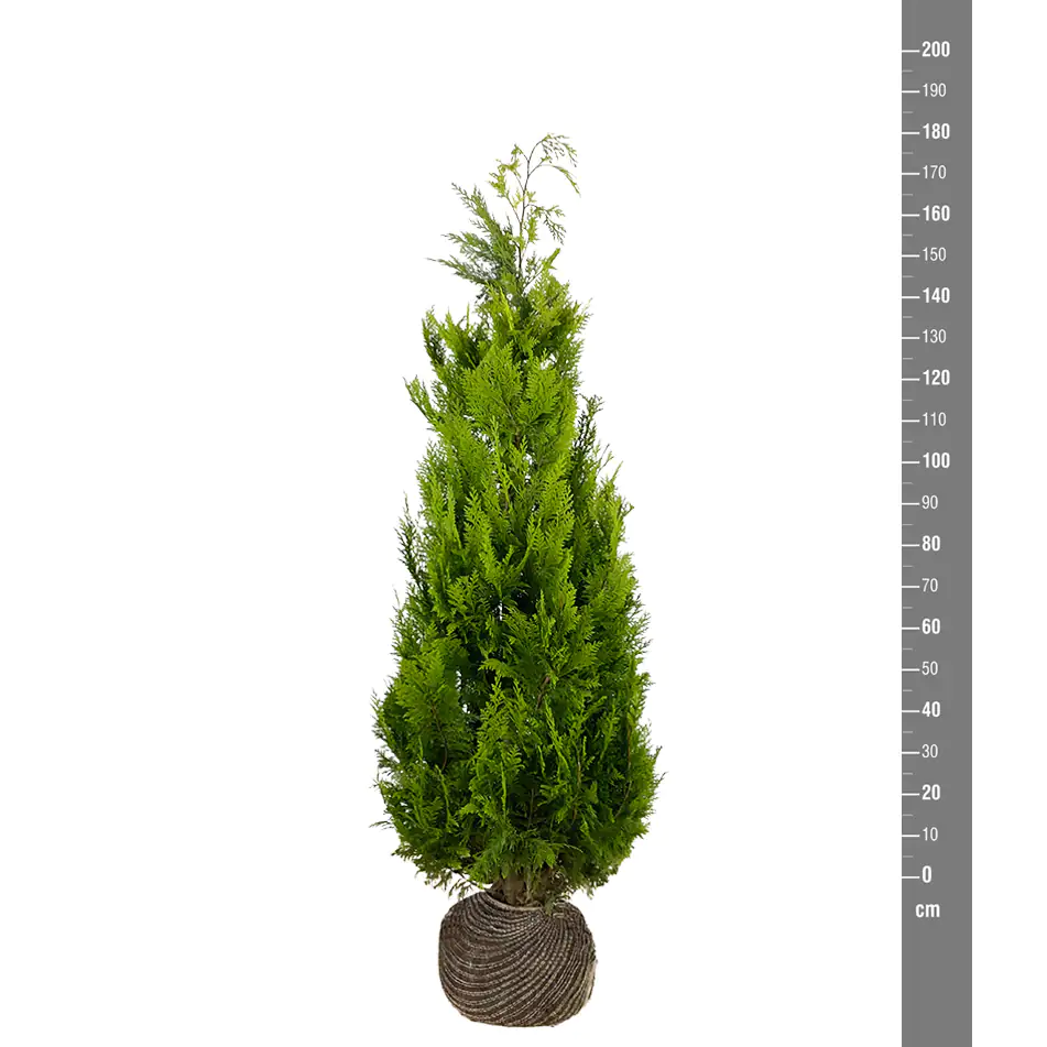 Gelbe Säulenzypresse Cham. law. Ivonne H 160 - 180 cm, 15 Stück