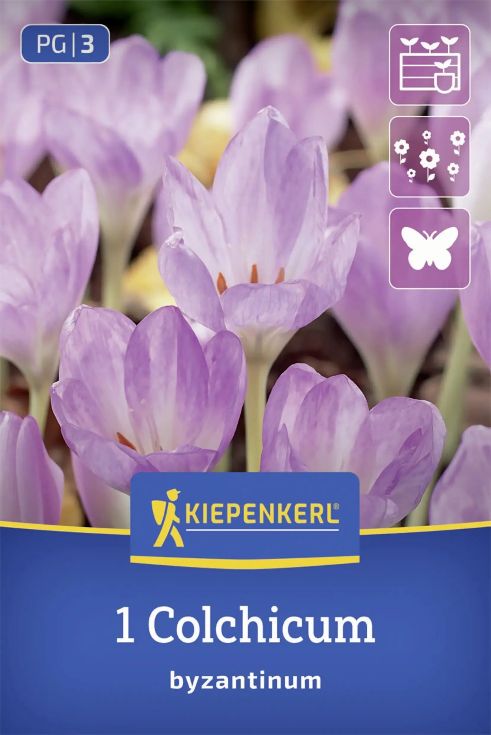 Kiepenkerl Herbstzeitlose lila 1 Stück
