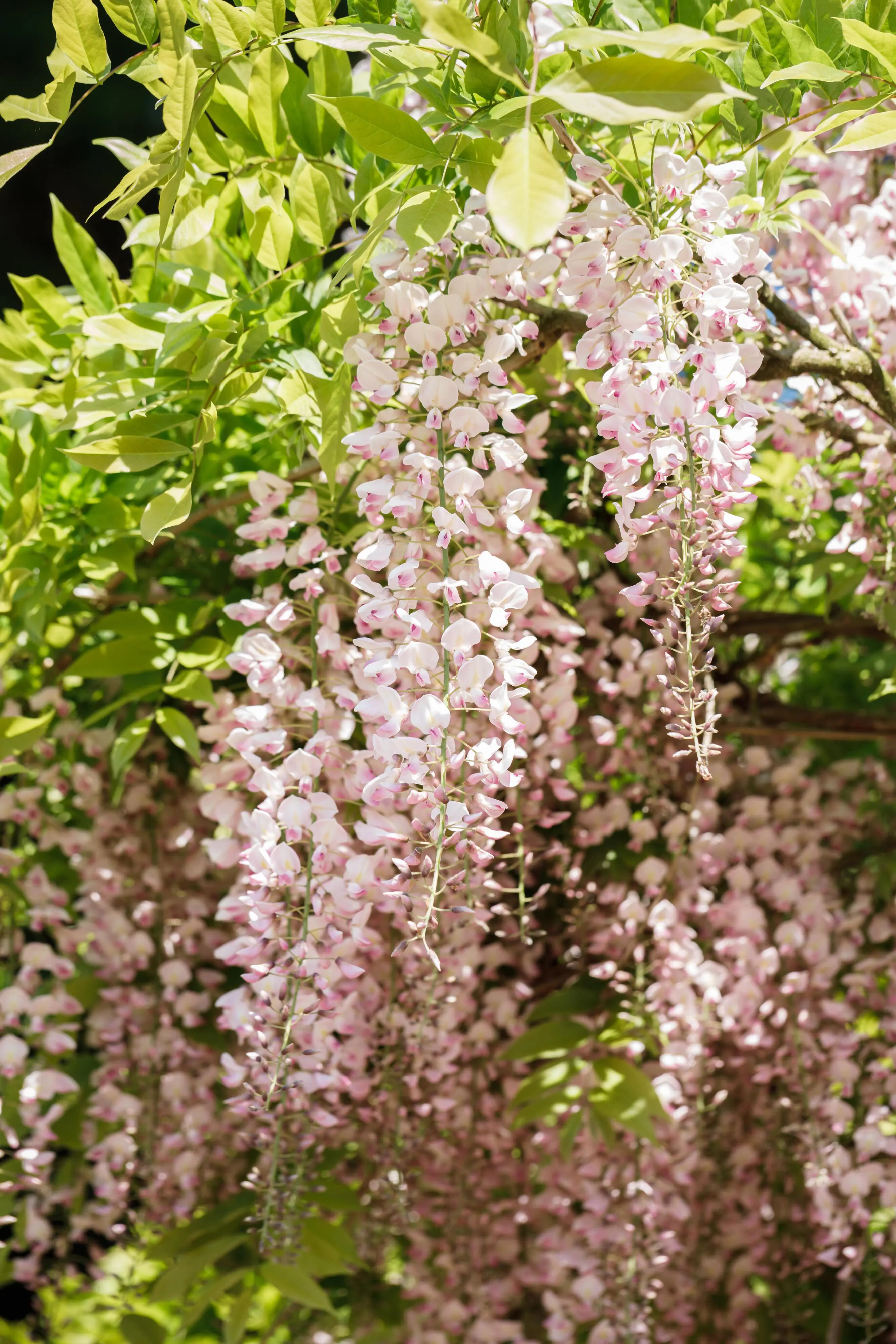 Blauregen Wisteria Rosea H ca 40 cm 2l Eckcontainer