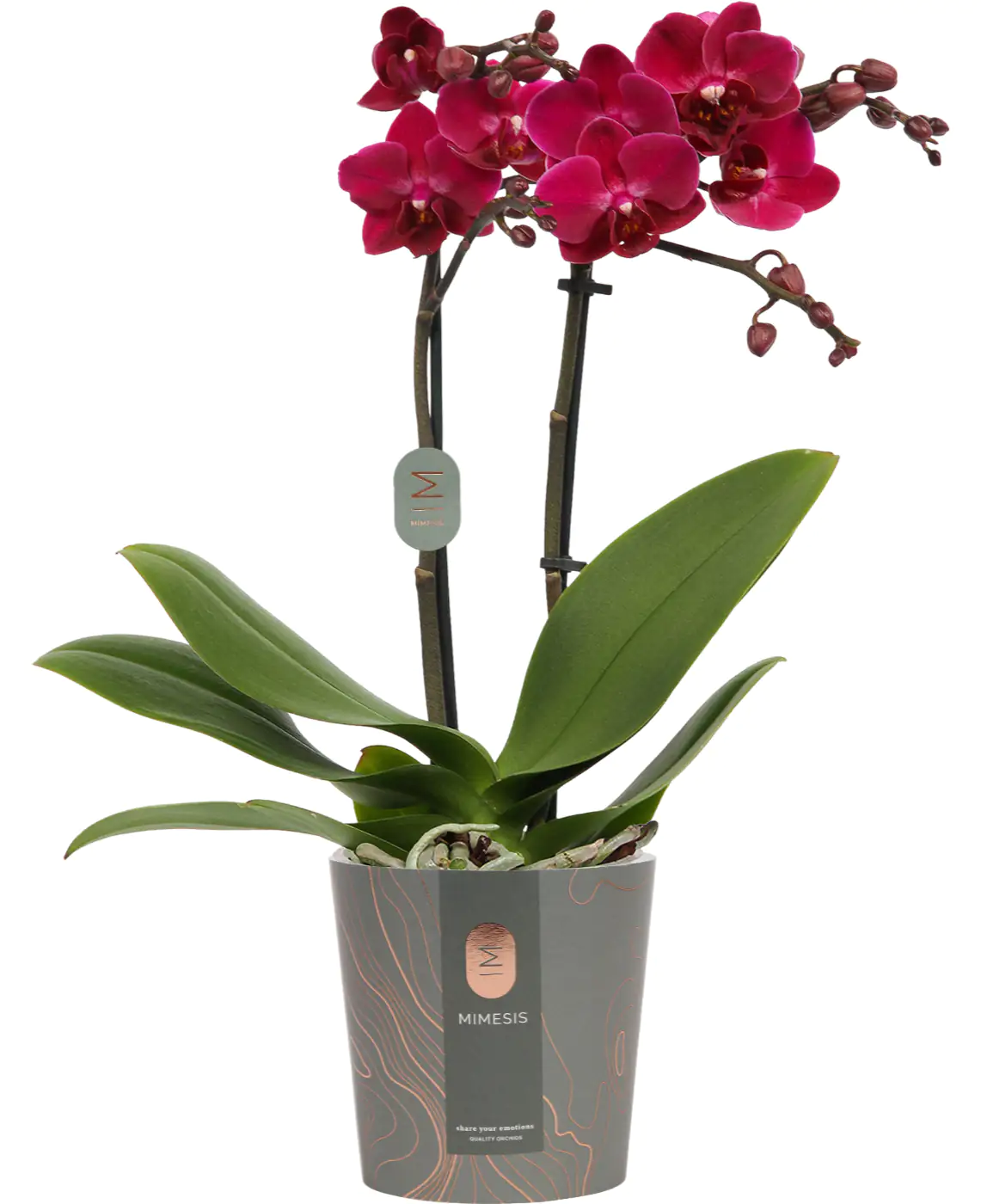 Orchidee Phalaenopsis Multiflora 2-Trieber H 50 cm 12 cm Topf