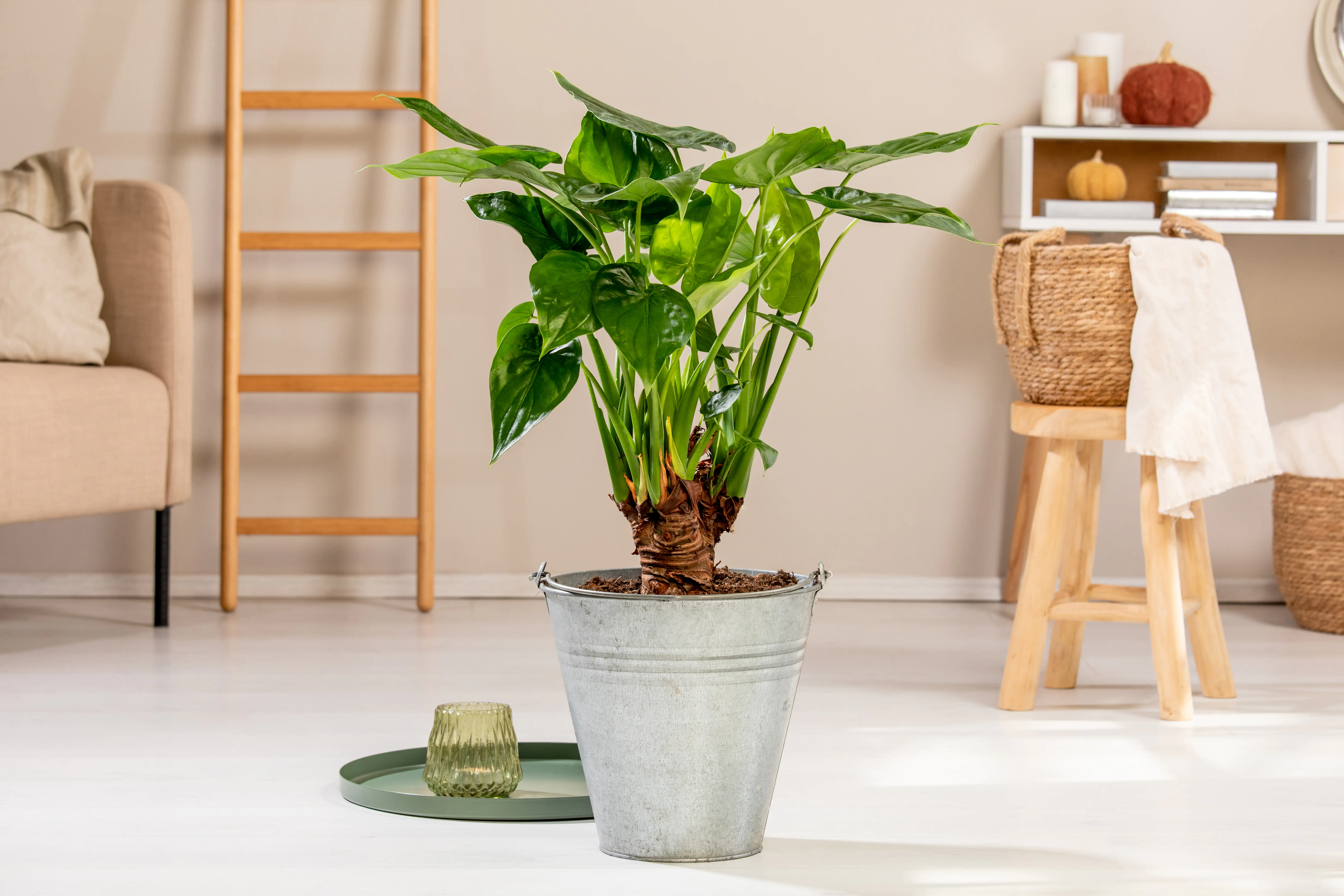 8717929894291_1 Pfeilblatt Alocasia Cucullata H ca. 90 cm 27 cm Topf
