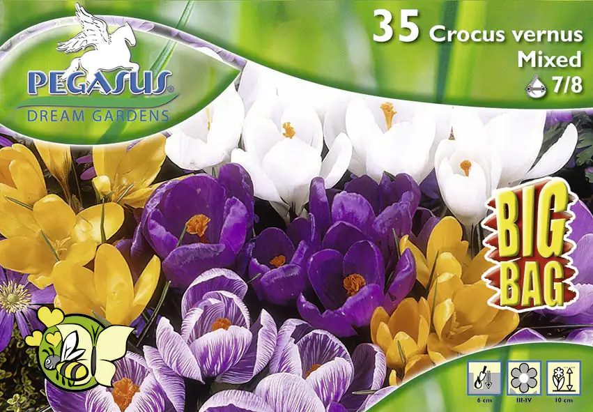 Pegasus BigBag Großblumiger Krokus Mischung Crocus vernus