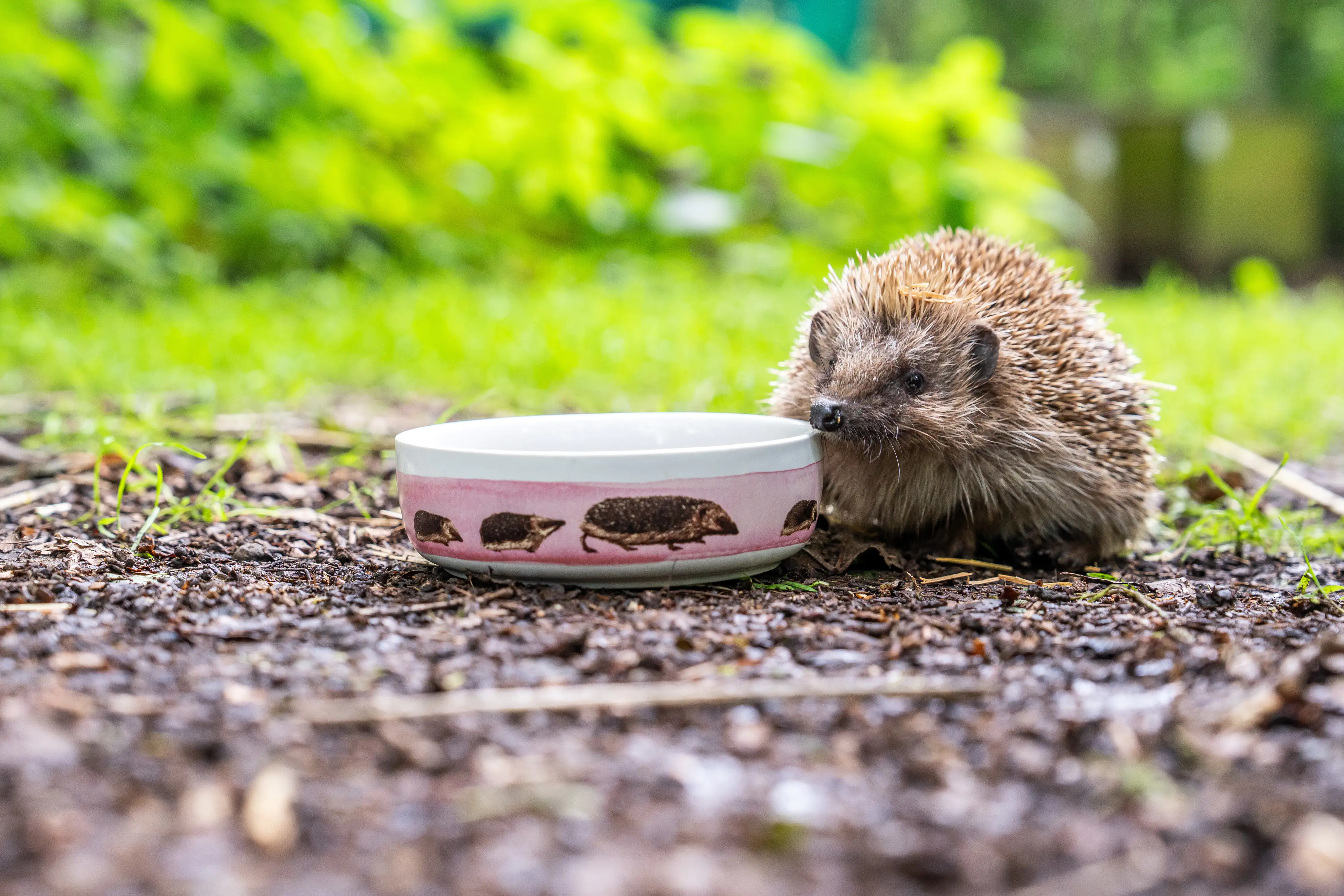 Futterschale für Igel 