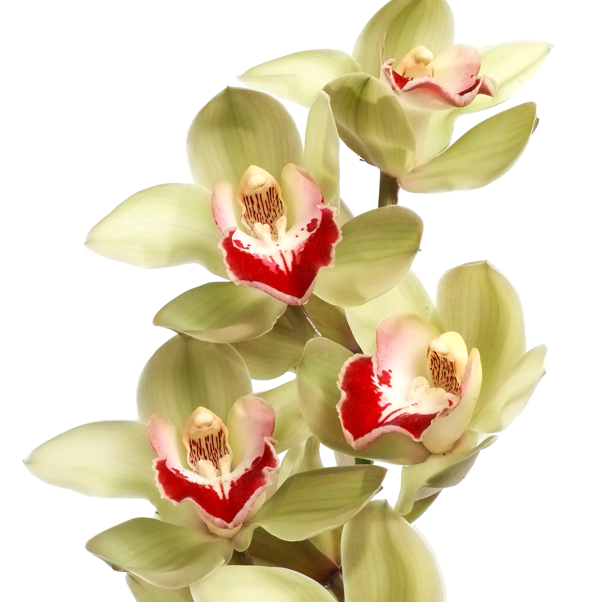 Orchidee 14 cm Topf, 3 - Trieber