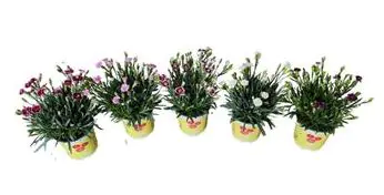 Dianthus Lucky Lips Nelke 17cm