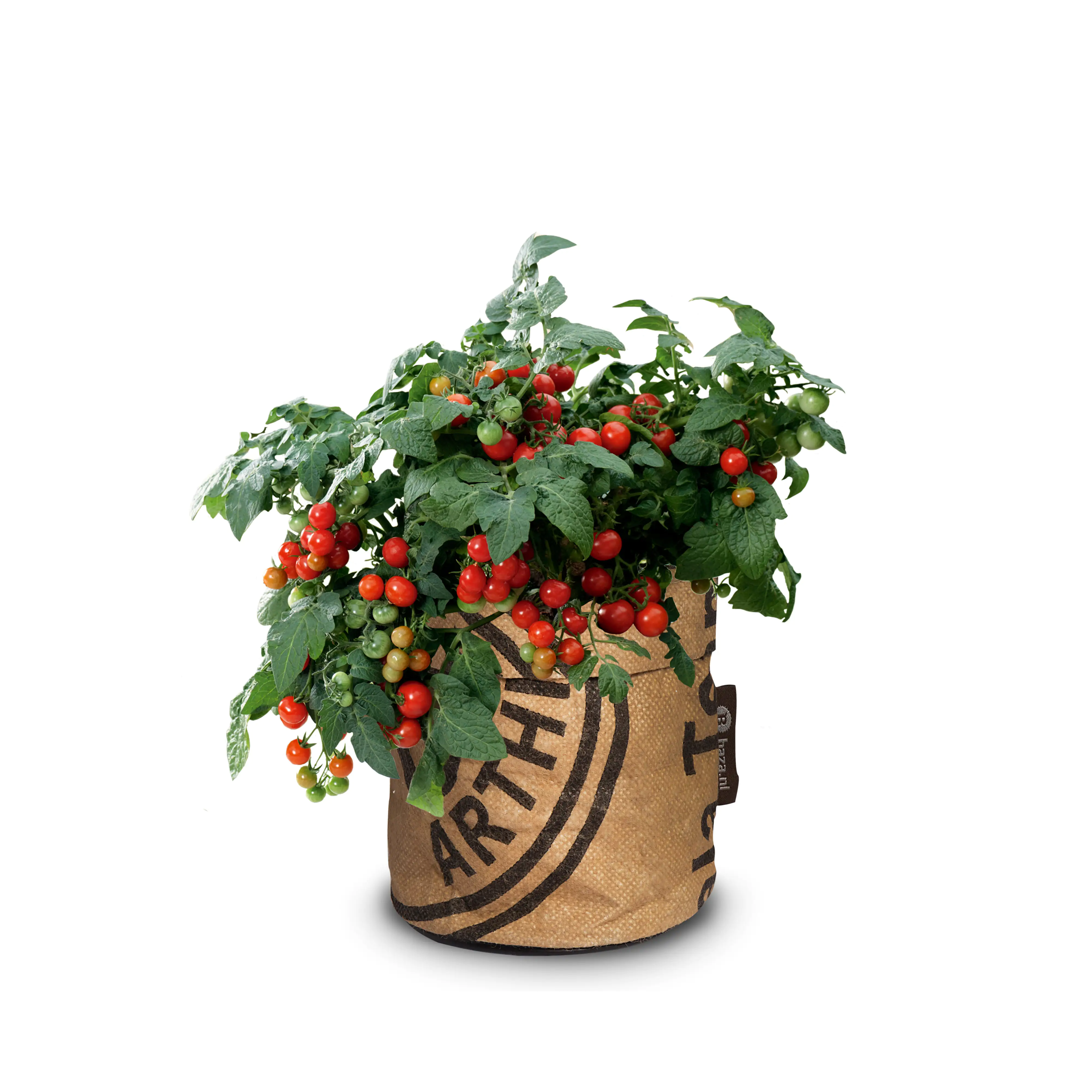 Baza Seeds Kitchengarden Strauchtomate Minibel