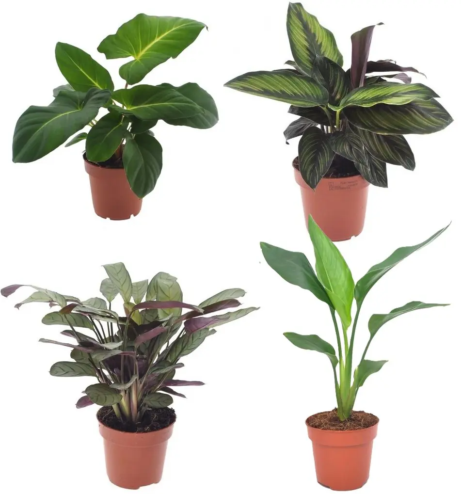 Zimmerpflanzen-Set im 12 cm Topf mit Adelonema, Korbmarante, Gebetspflanze & Baumstrelitzie