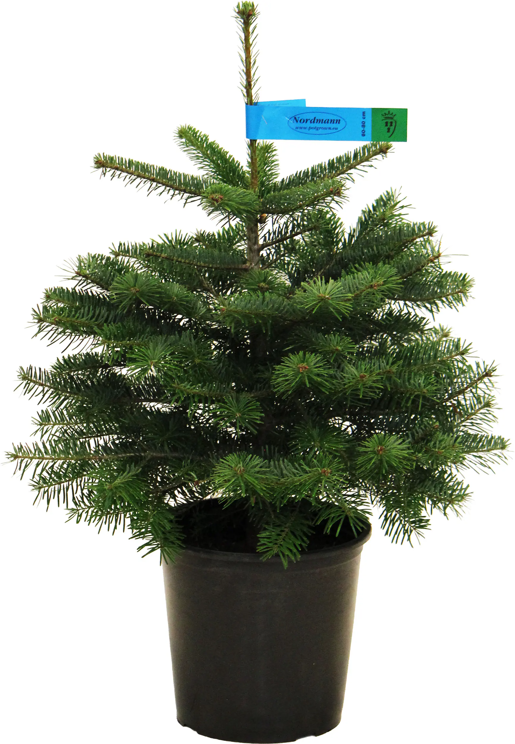 Nordmanntanne Abies nordmanniana H 80 - 100 cm, 10 Liter Container, topfgewachsen