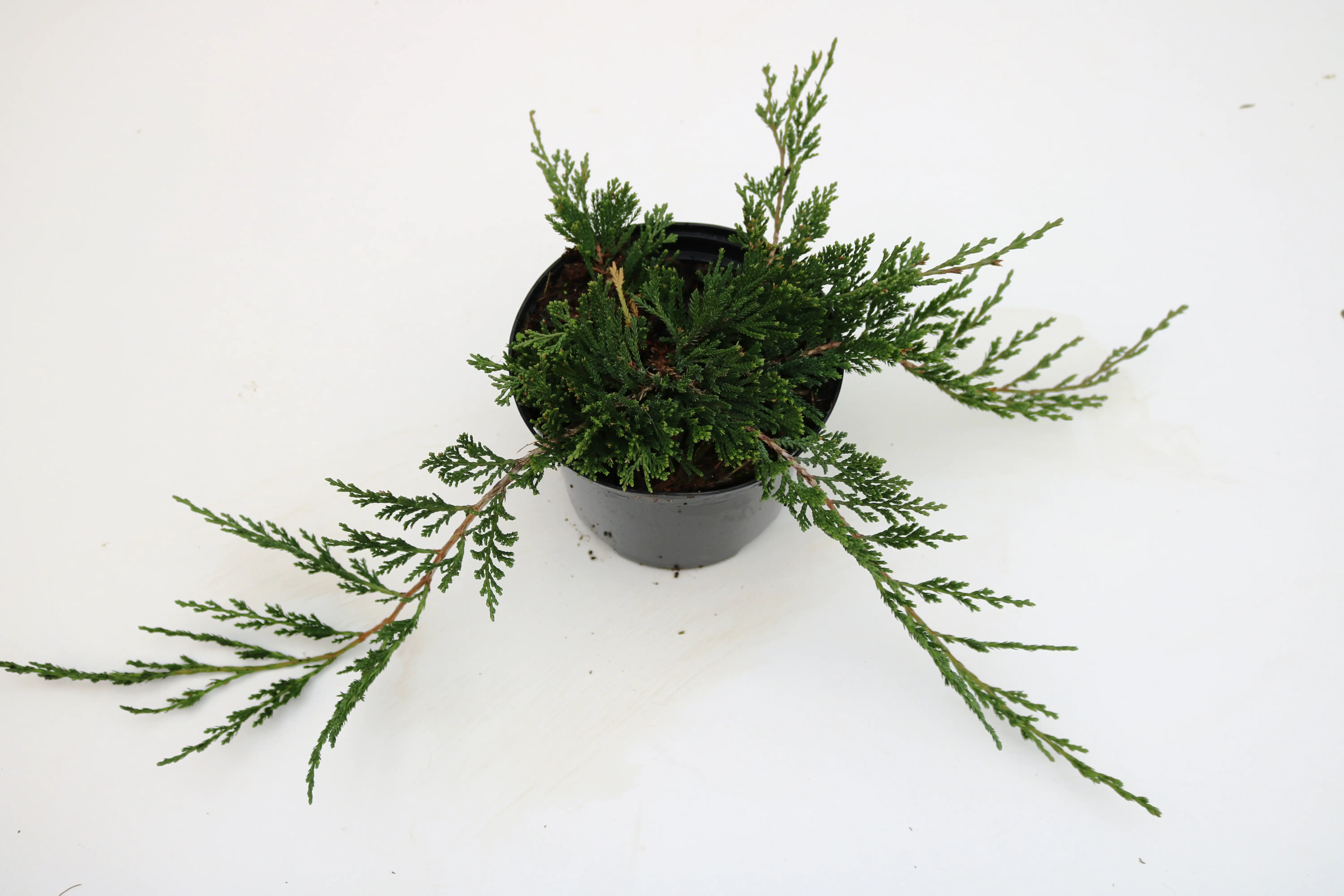 4029395002105 Kriechwacholder Glauca 20-30 cm 2 L Container