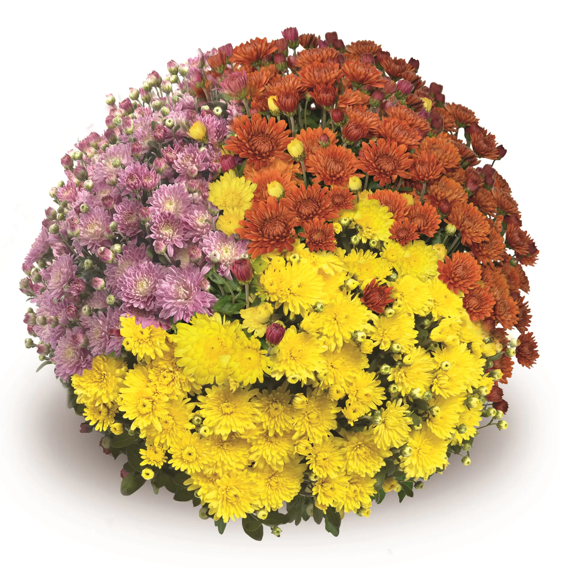 Chrysanthemen in Sorten Chrysanthemum H 60 cm+ 10 L Container kaufen