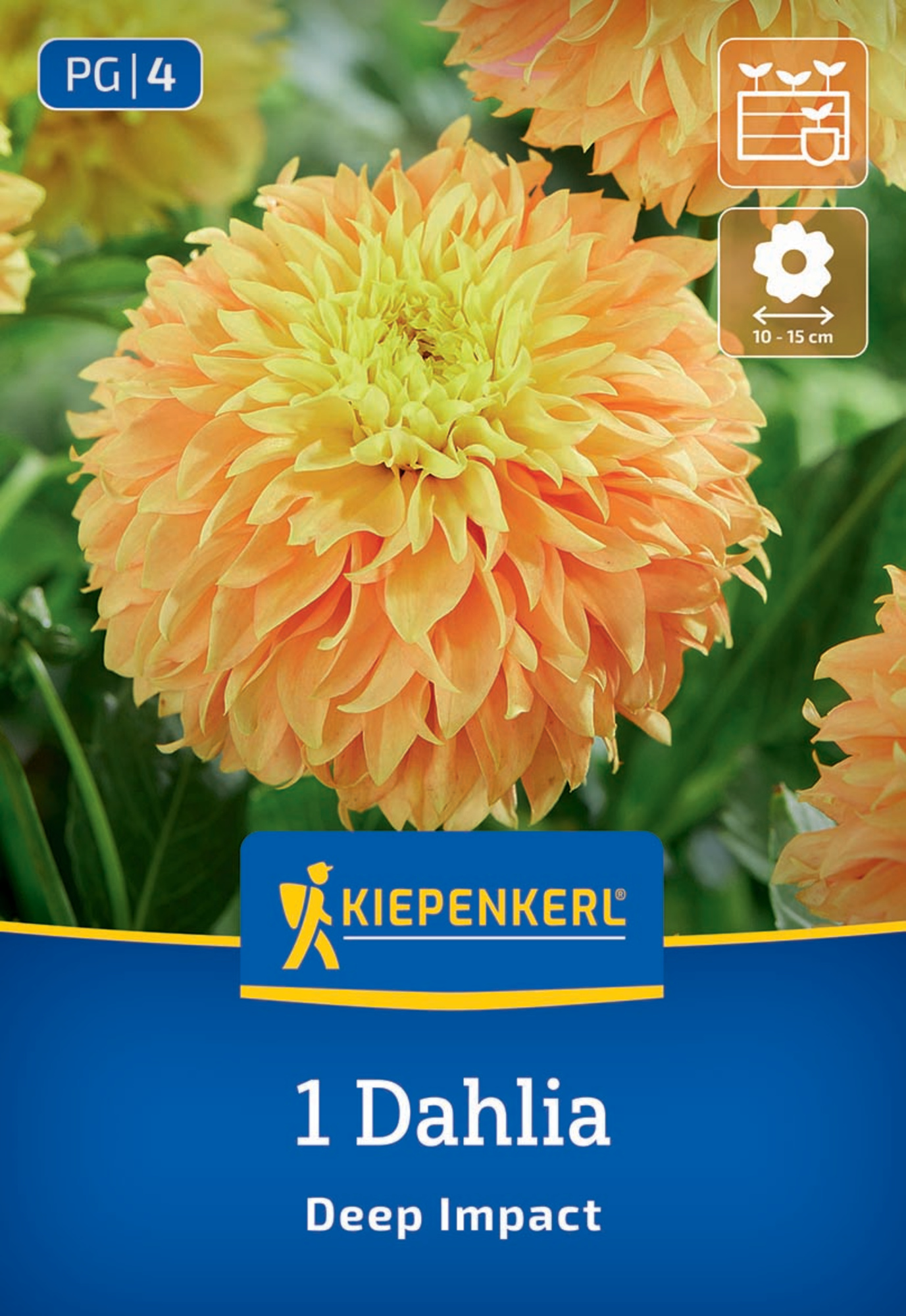 Kiepenkerl Frühjahrsblumenzwiebel Dekorative Dahlie Deep Impact 1 Stück