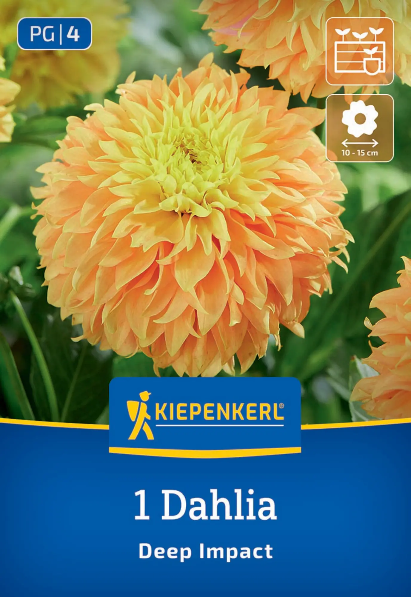 Kiepenkerl Frühjahrsblumenzwiebel Dekorative Dahlie Deep Impact 1 Stück