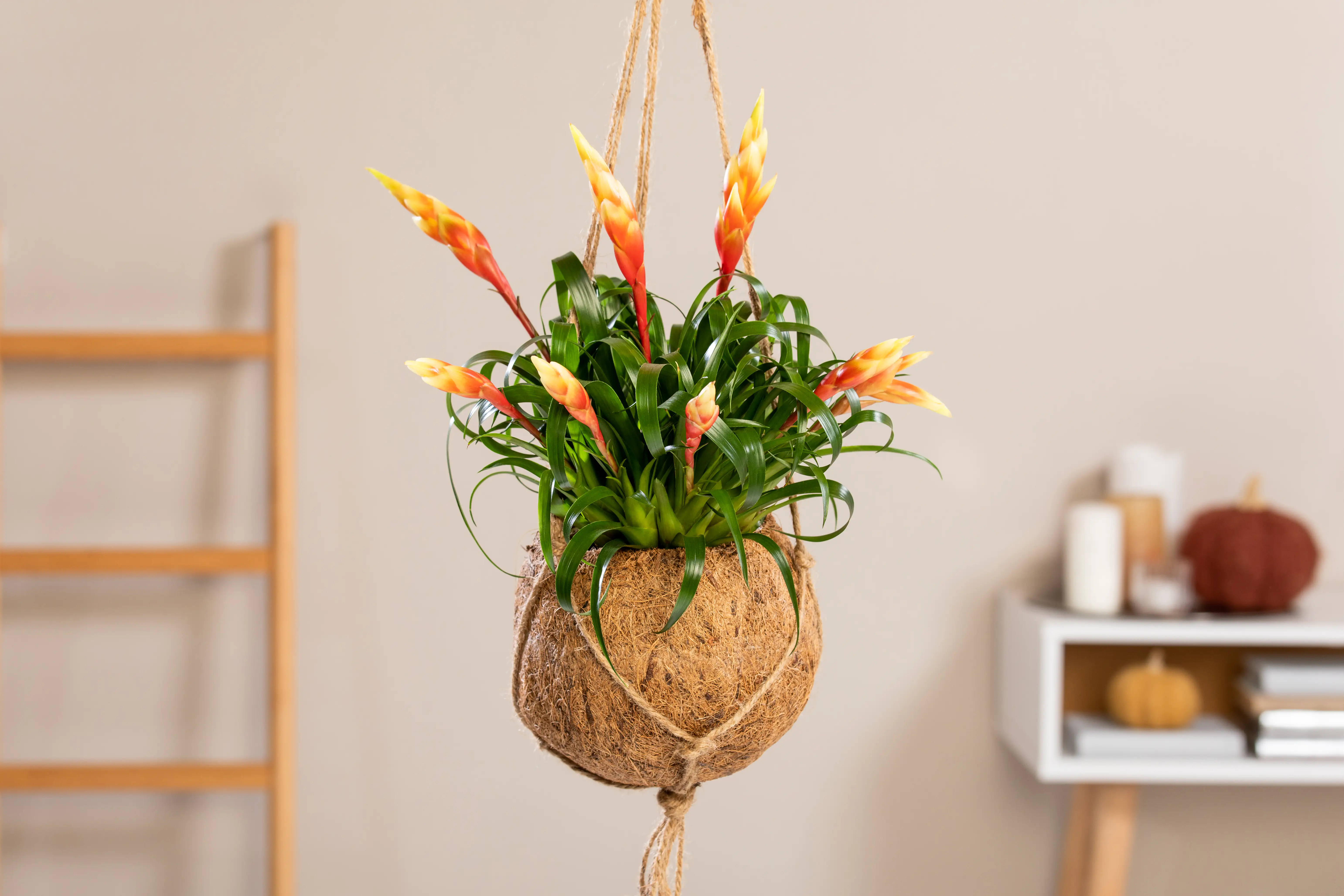 Kokodama Ampel Vriesea Astrid H ca. 25 cm 15 cm Topf 