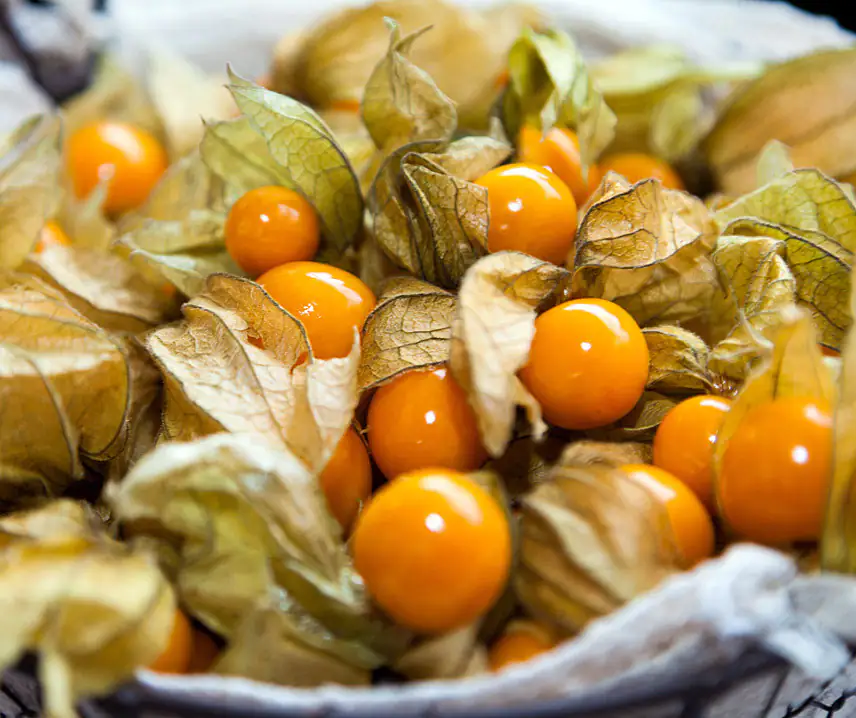 Ananaskirschen 12 cm Topf