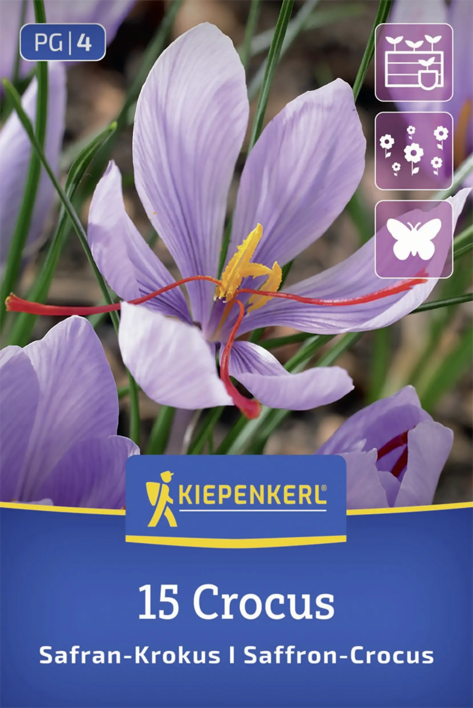 Kiepenkerl Safrankrokus lila 15 Stück