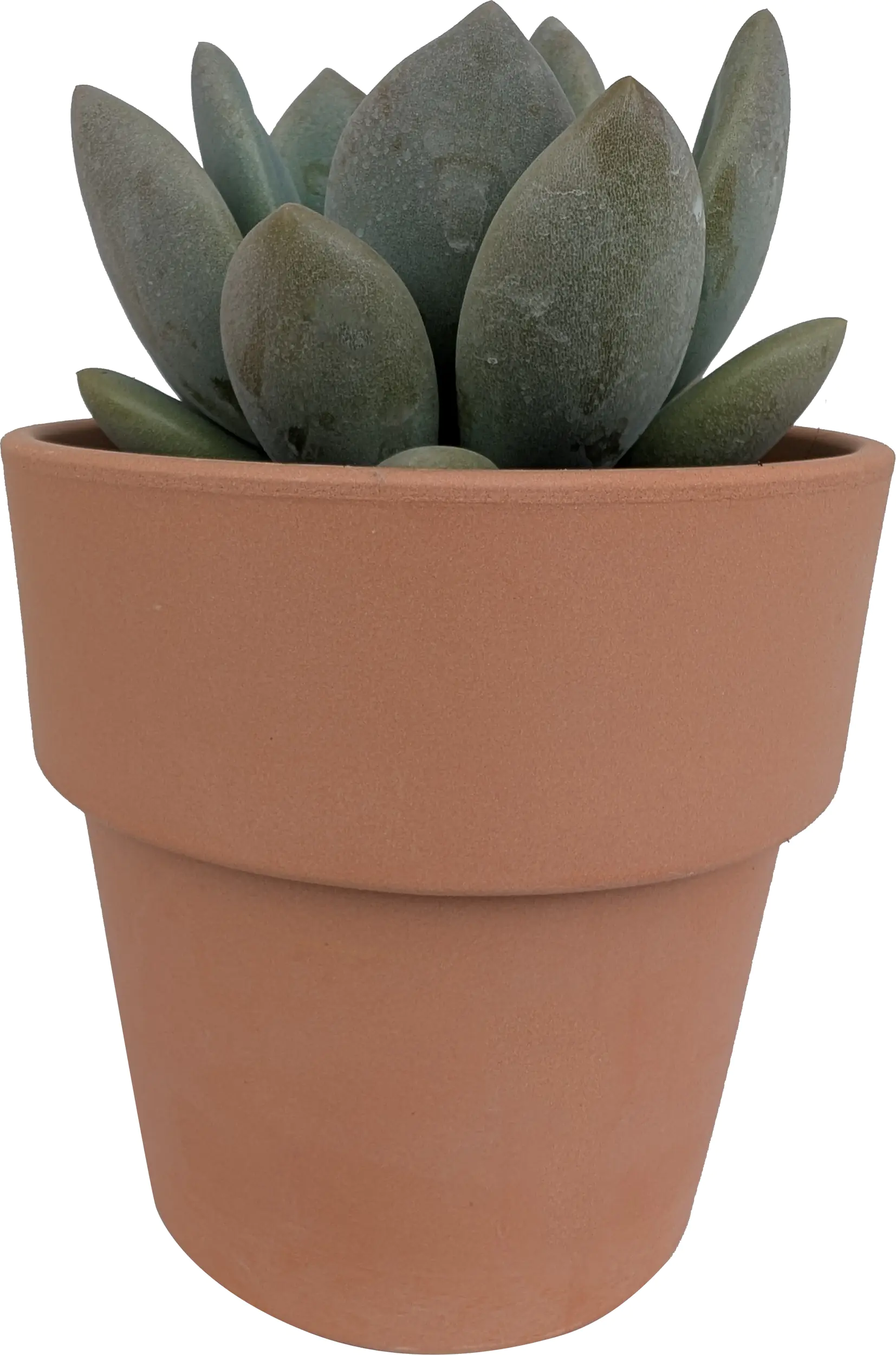 Cactaceae Sukkulenten 12 cm im 13 cm Topf