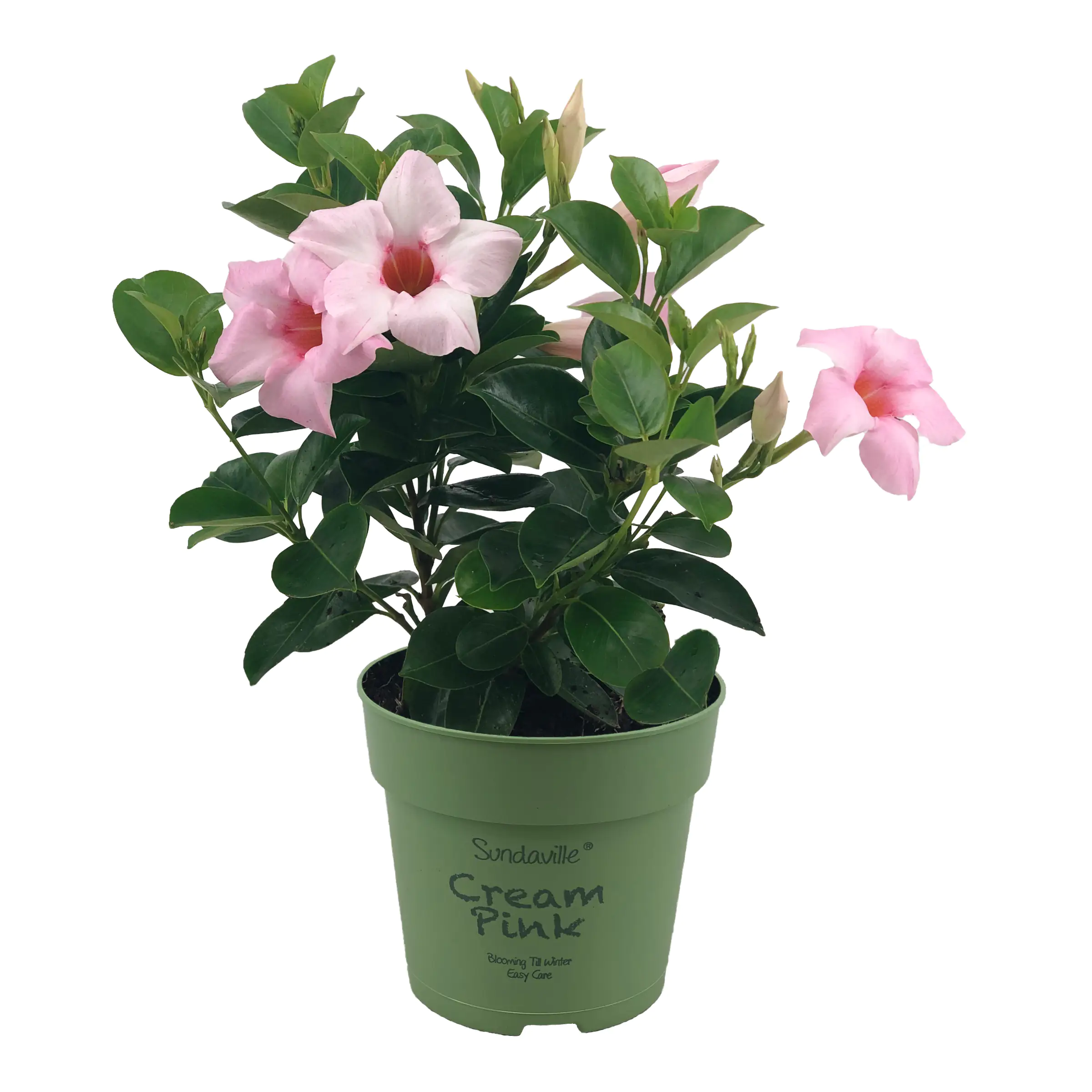Dipladenia Mandevilla H ca 25 cm 12 cm Topf Dipladenia Mandevilla H ca 25 cm 12 cm Topf