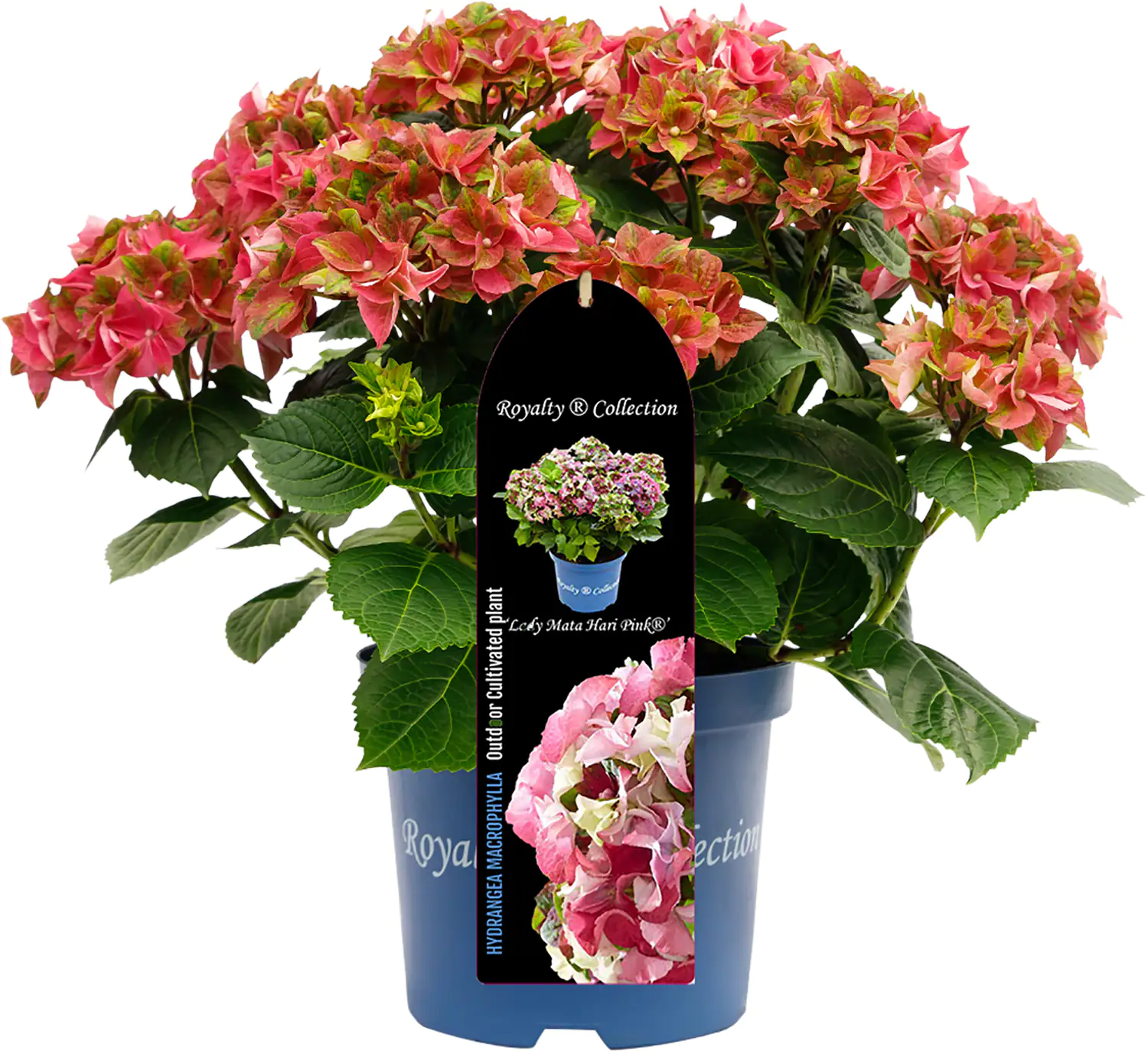 Bauernhortensie Royalty Collection Hydrangea mac H 30-40 cm 3L Container Bauernhortensie Royalty Collection Hydrangea mac H 30-40 cm 3L Container