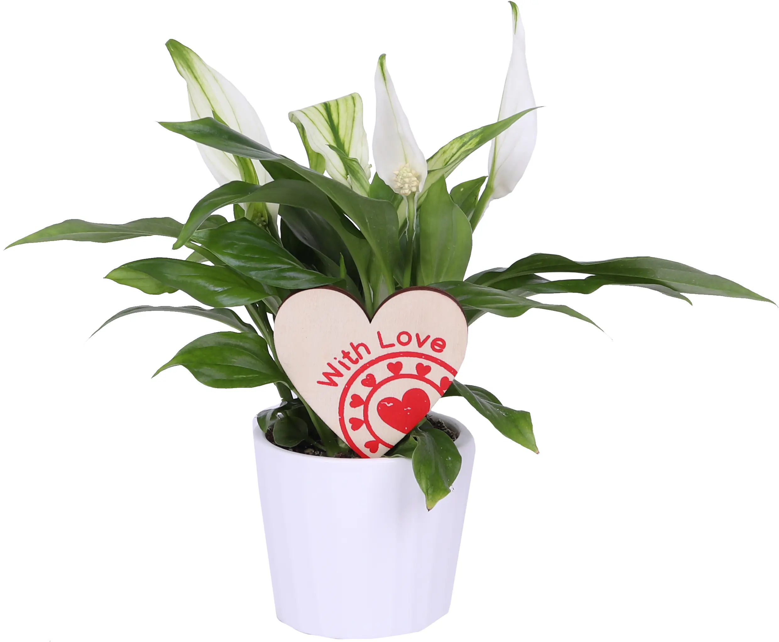 Friedenslilie Spatiphyllum im 7,5 cm Topf mit Deko zum Valentinstag