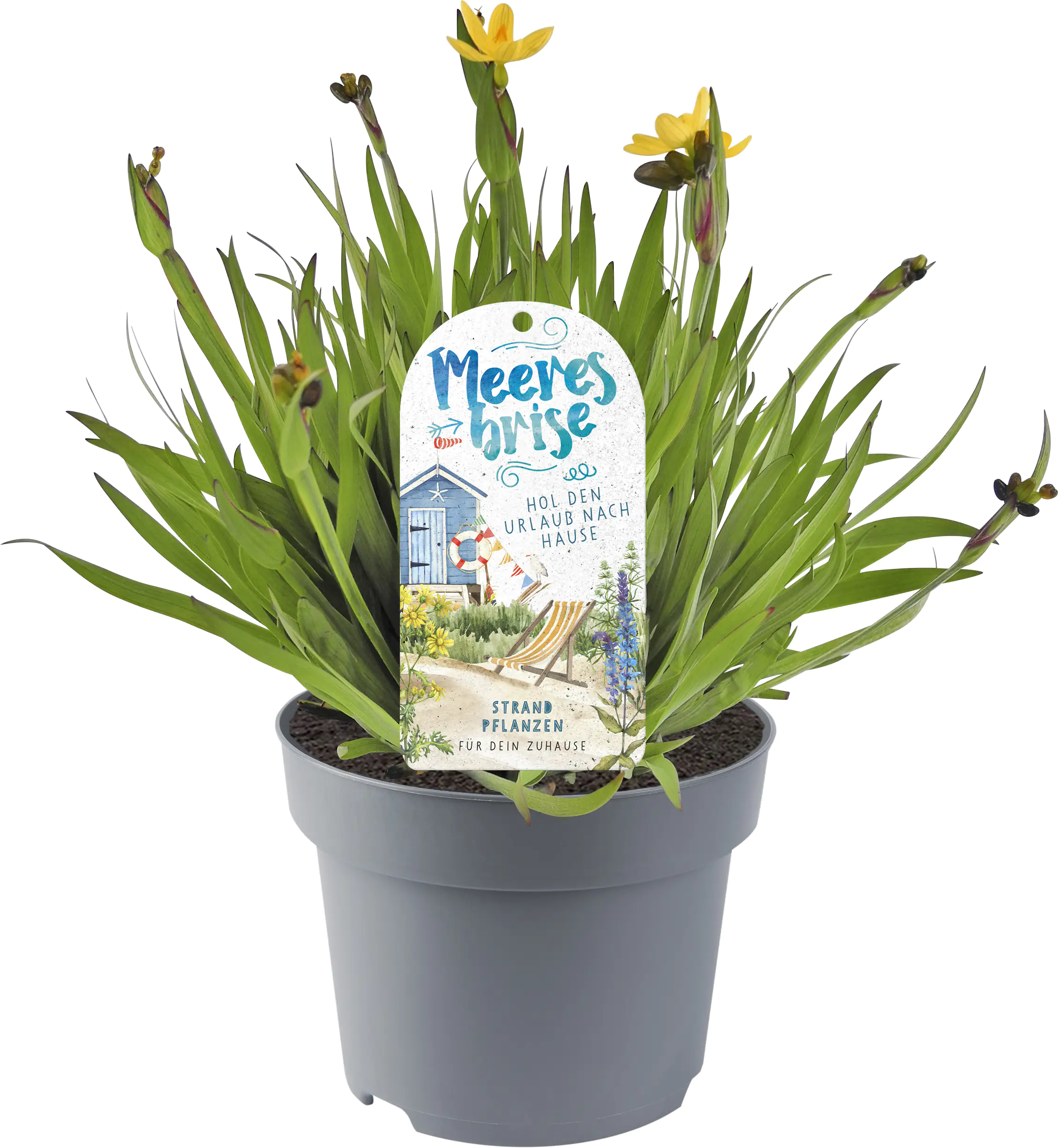 Green Happens Konzept Meeresbrise 13 cm Topf Green Happens Konzept Meeresbrise 13 cm Topf