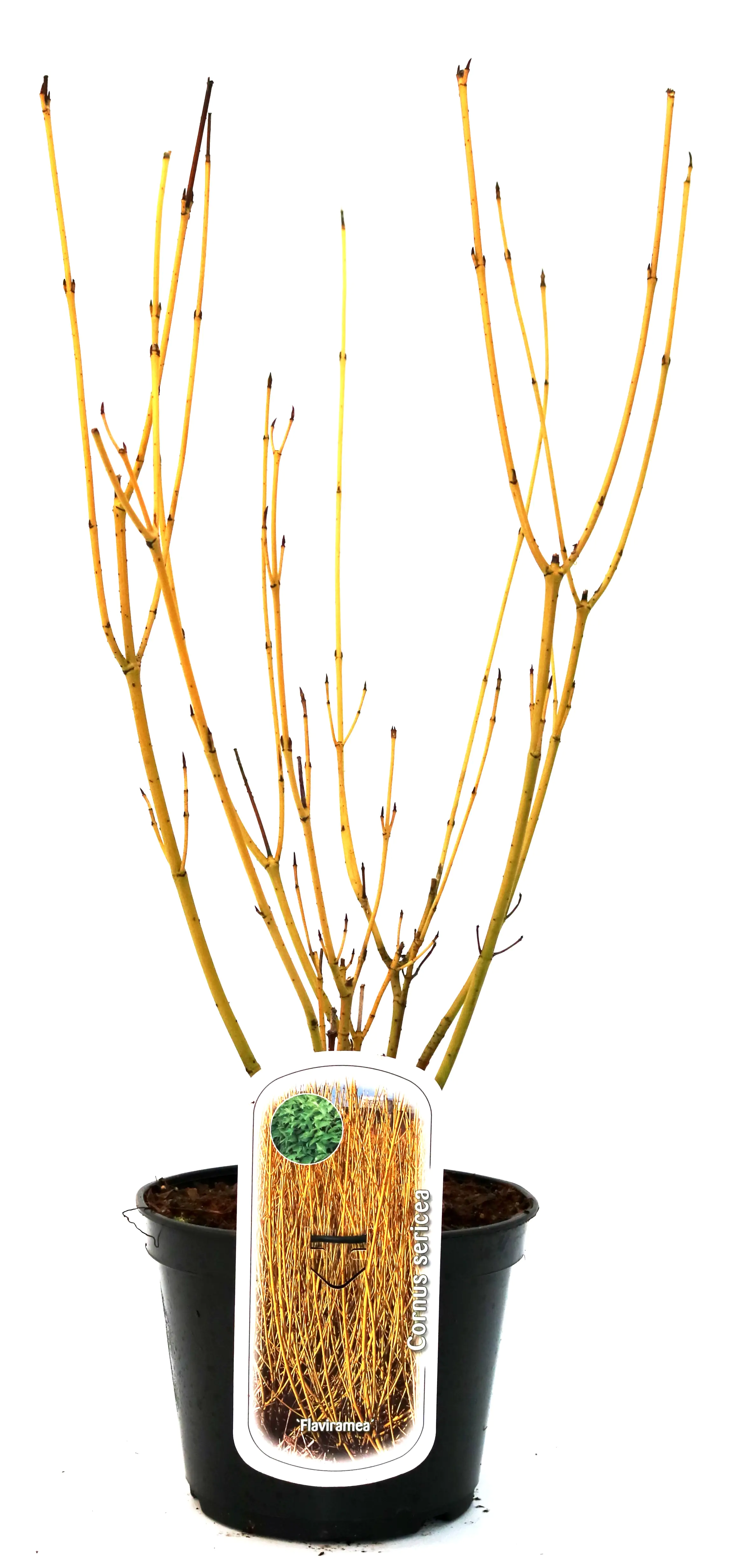 Gelbholz Hartriegel 3 l Container Gelbholz Hartriegel 3 l Container