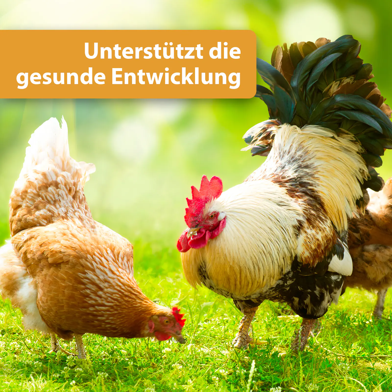 Quiko Hobbyfarming Multivitaminsaft Vitacomcex-H für Hühner und Geflügel 500 ml