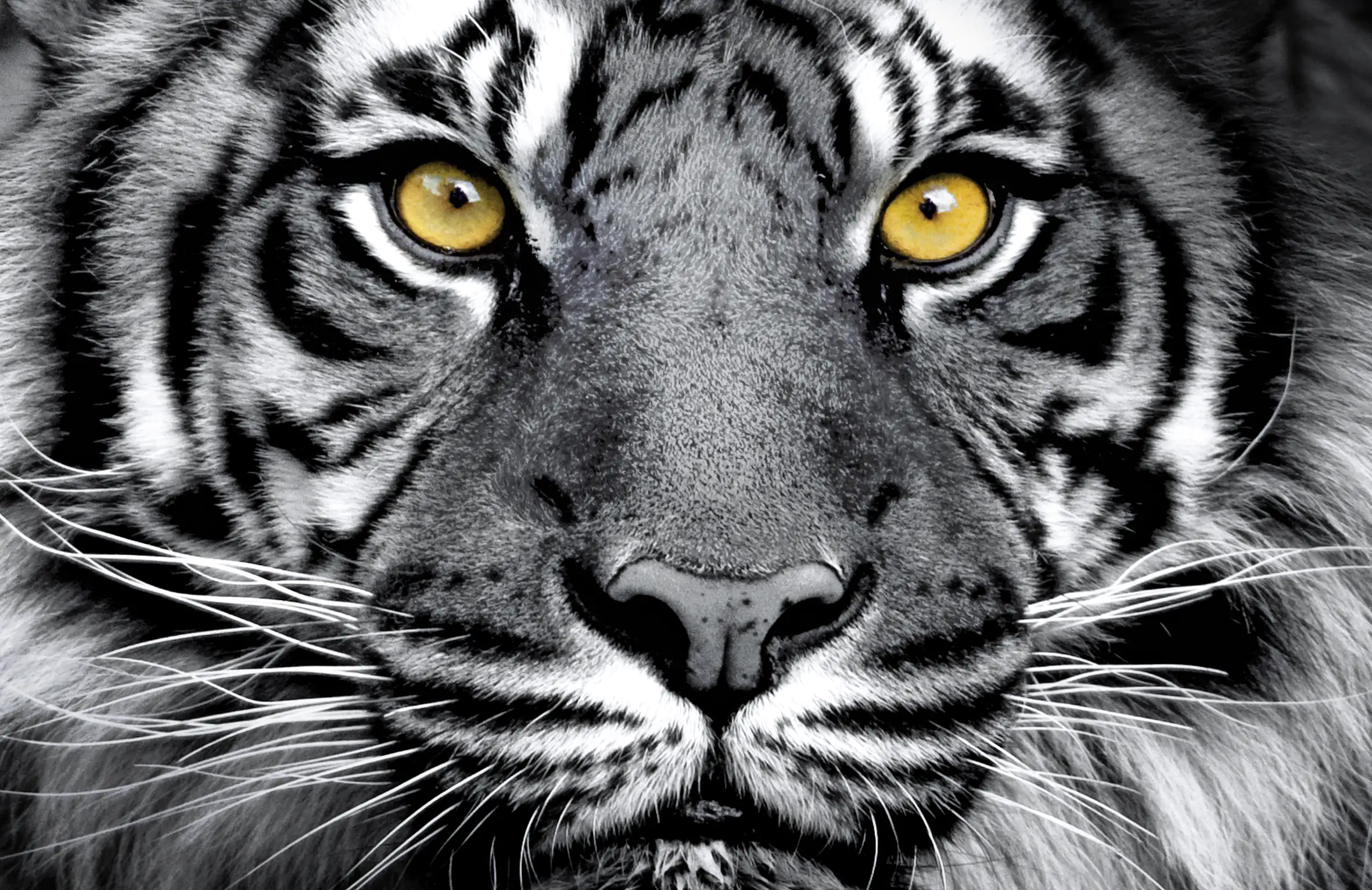 4251050587409 Deco-Panel Bild - Black Tiger 90 x 58 cm