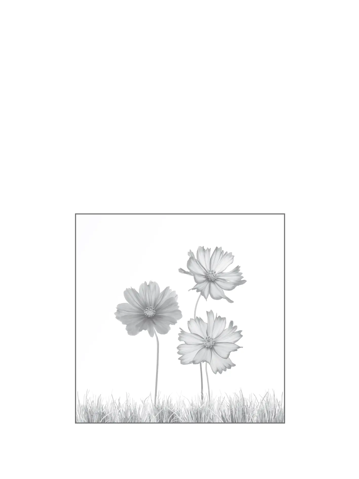 4250189693166_2 Ambiente Glaszaun Dekor 93 120 x 120 cm gehärtetes 8 mm Glas