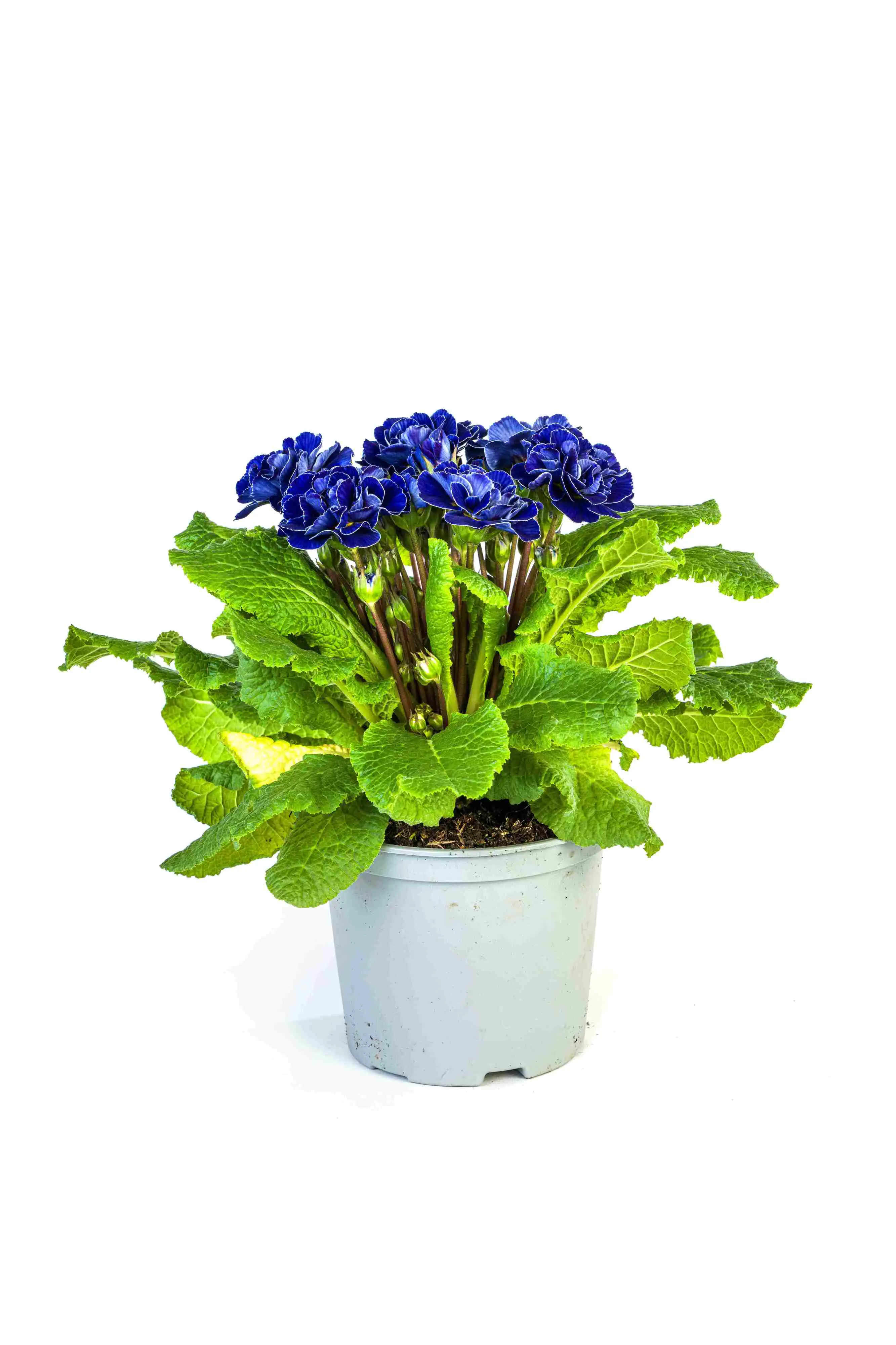 Primel Belarina 12 cm Topf