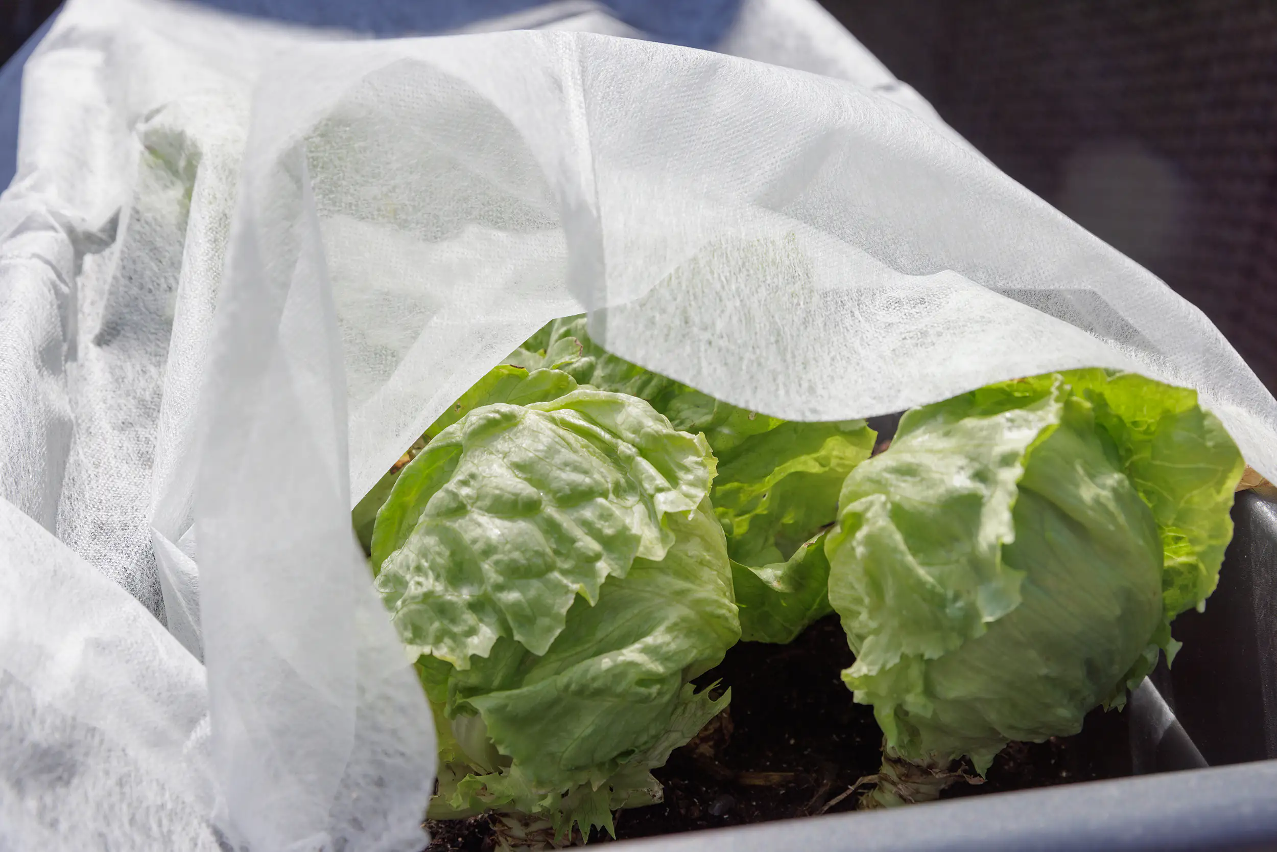 TrendLine Frühbeetvlies 1,5 x 10 m