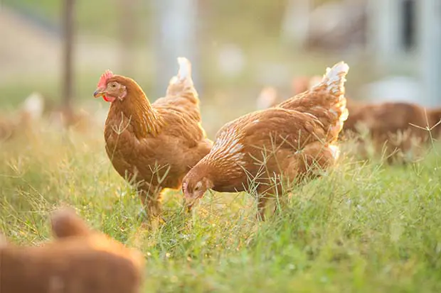 Hühner auf einer grünen Wiese bei Sonnenlicht, die im Gras nach Futter picken