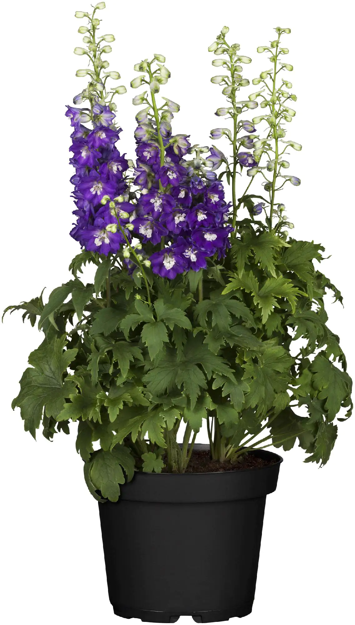 Rittersporn Delphinium H ca 40 cm 23 cm Topf
