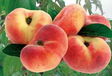 Tellerpfirsichbaum Saturne 7,5 L Container