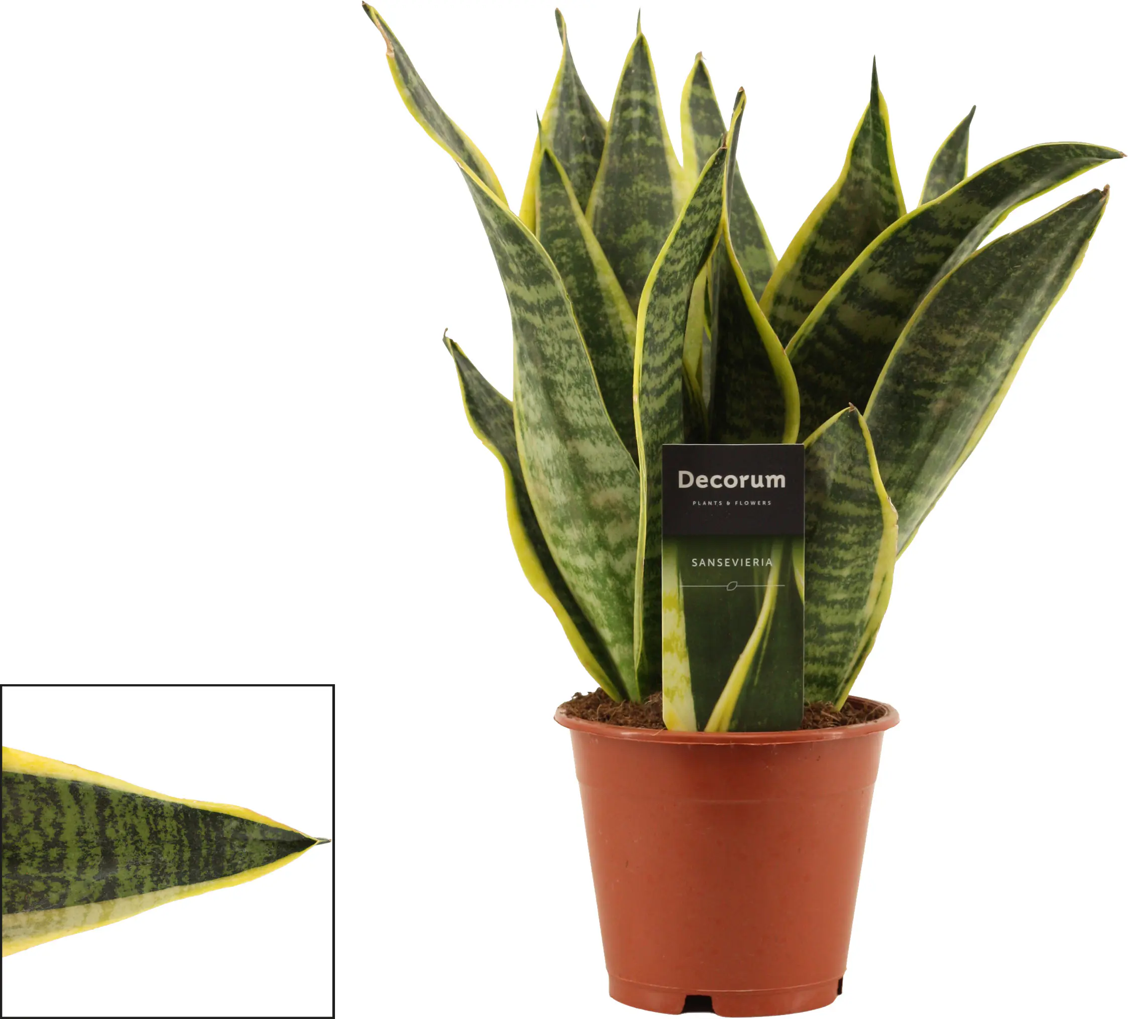 Sondersorten Sansevieria Bogenhanf im 12 cm Topf Sondersorten Sansevieria Bogenhanf im 12 cm Topf