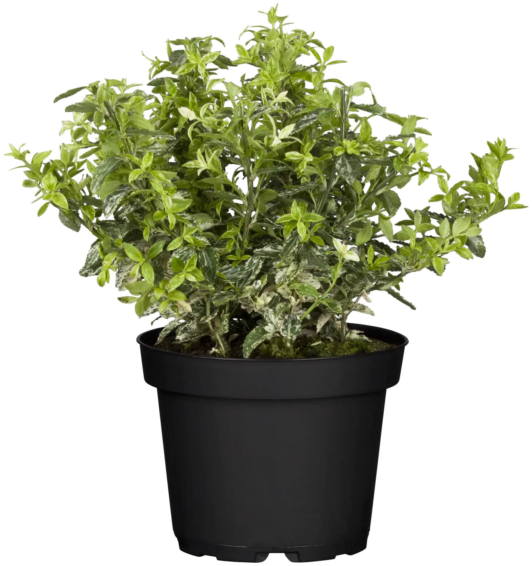 Kriechspindel Harlequin 11 cm Topf Kriechspindel Harlequin 11 cm Topf