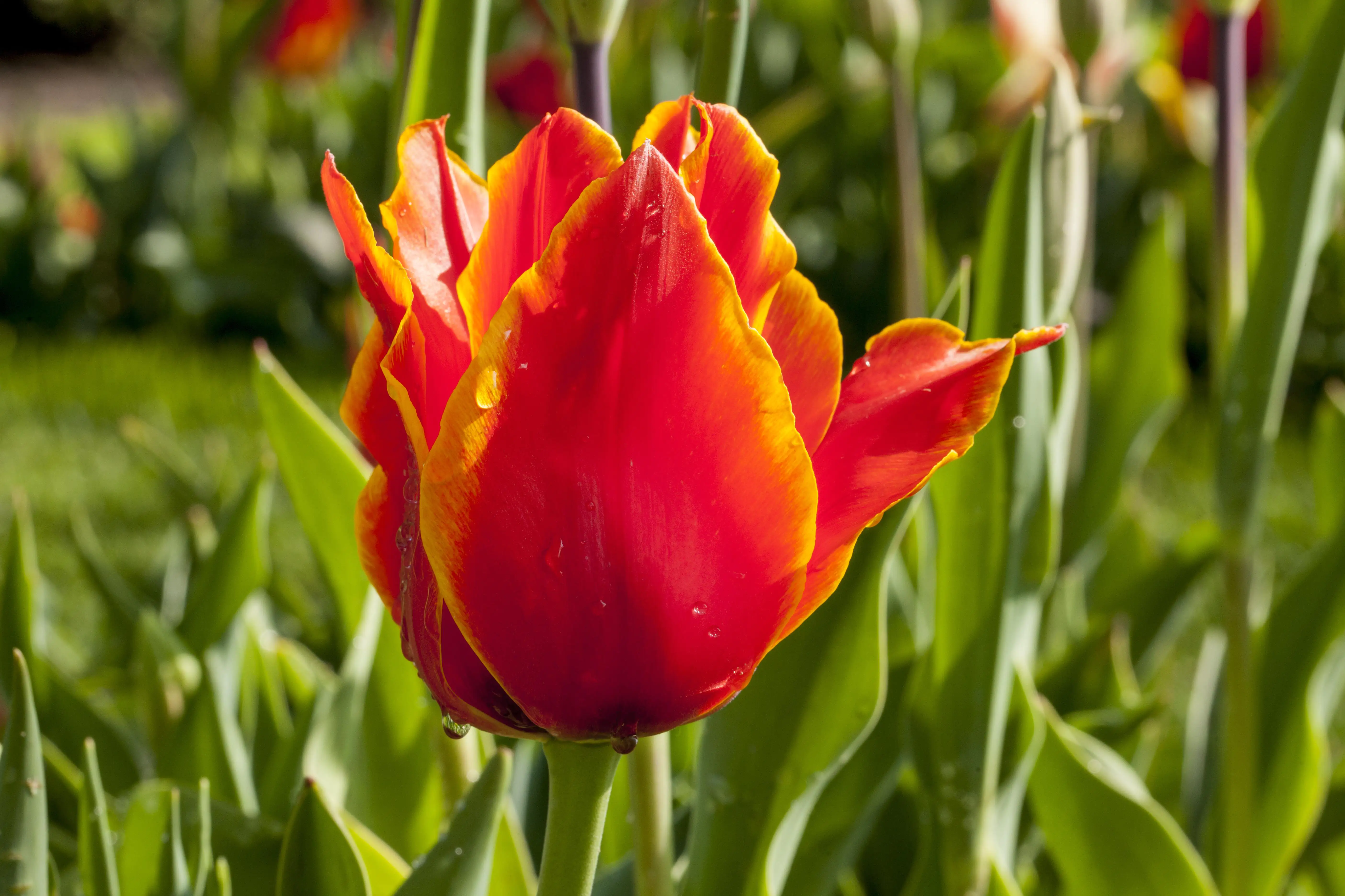 8717432276300_2 Premium Zwiebelpflanzen Tulpe 10 cm Topf, ca. 15 cm hoch