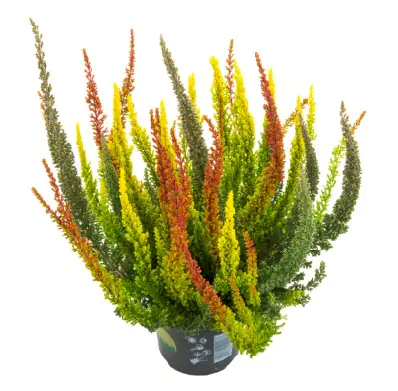 Heidemarie Calluna vulgaris die Dreifach Himmlische Heidemarie®  H 15 - 25 cm P13 Container