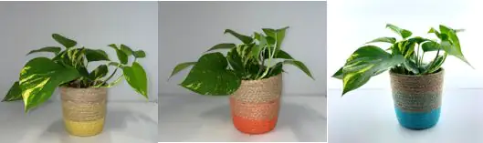 Efeutute Scindapsus Aureus im Korb H 20 cm 12 cm Korb