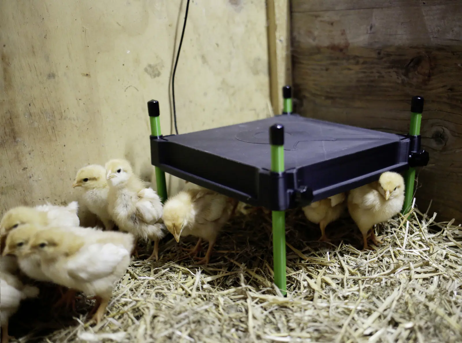 Kerbl Wärmeplatte CosyHeat 30x30 cm 24 V schwarz grün