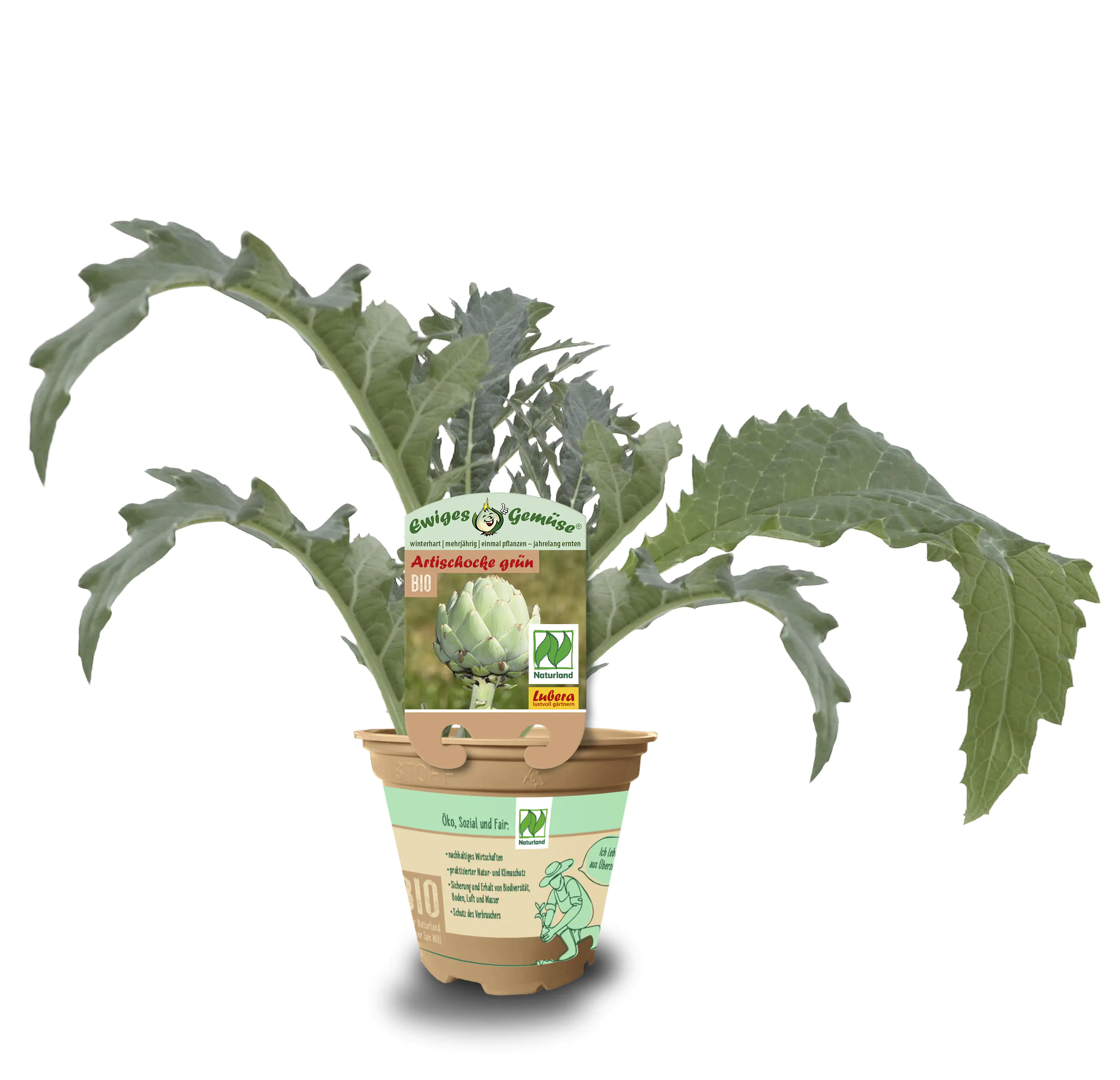 Artischocke Cynara cardunculus subsp. Scolymus 12 cm Topf