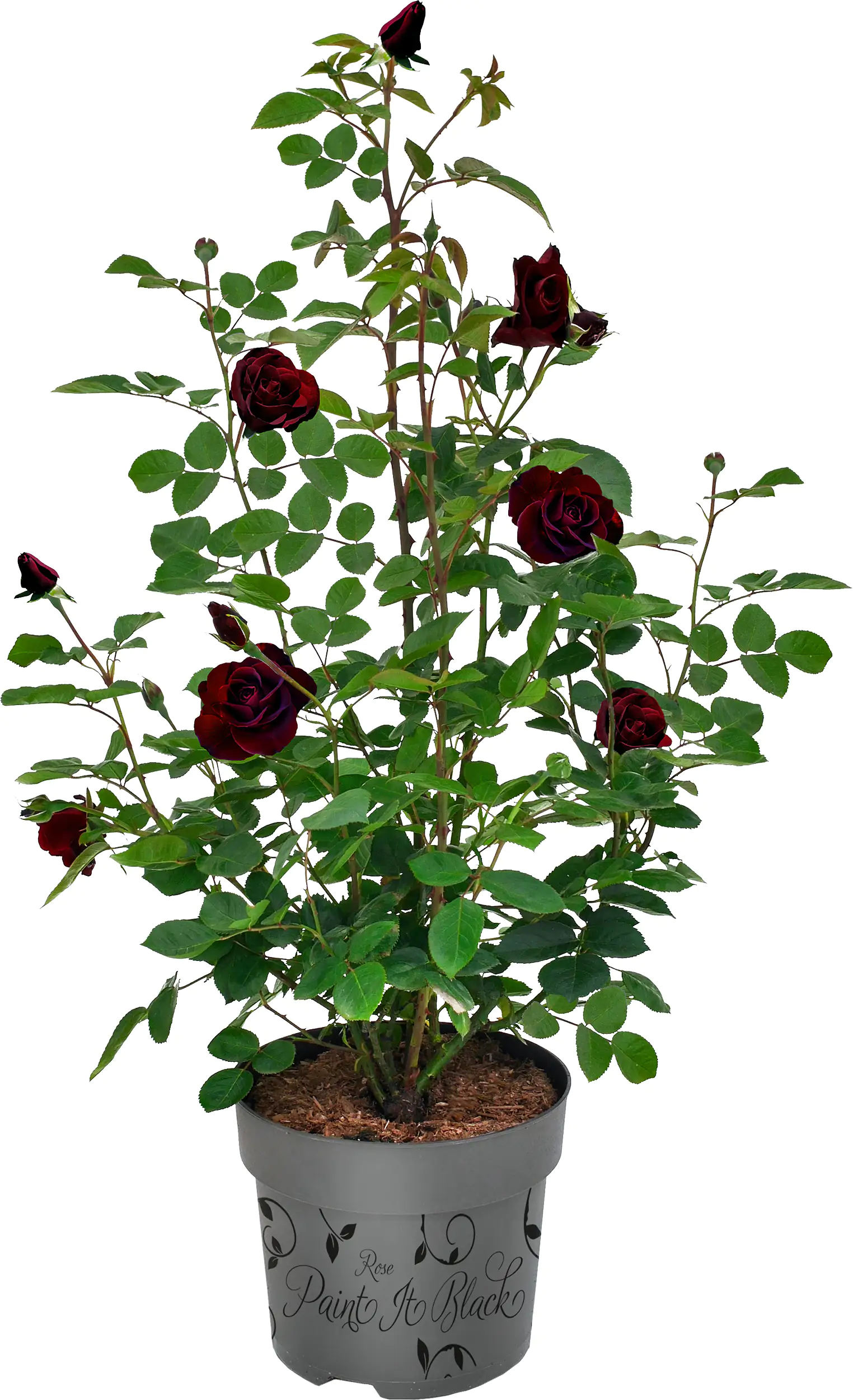 Rose Paint in Black H 40-60 cm 6L Container