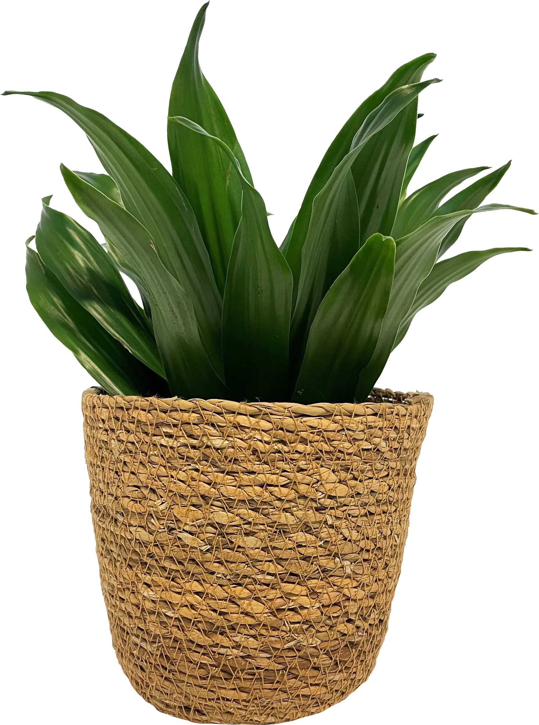 Grünpflanzen Mix 12cm im Meeresgras-Korb