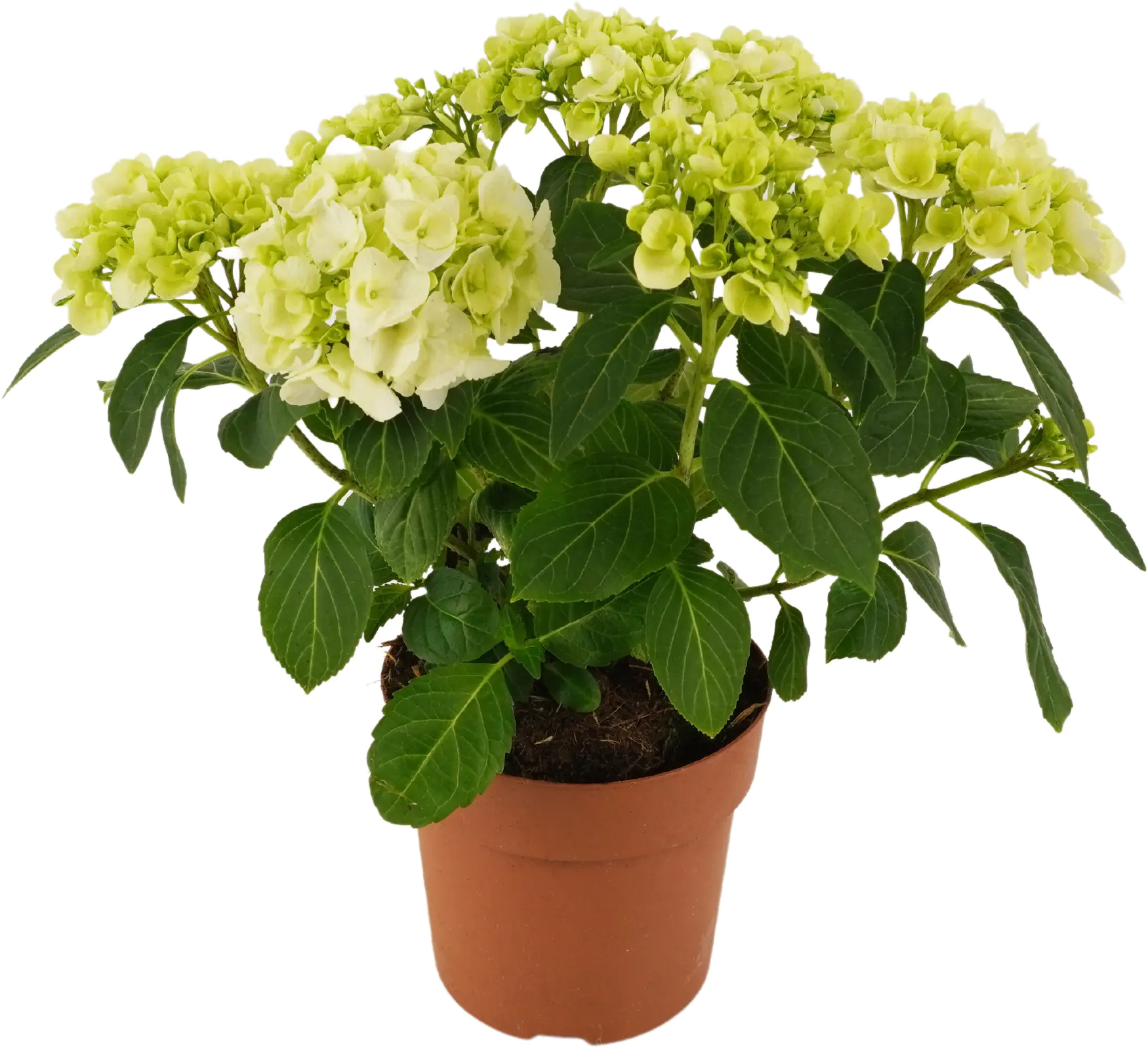 Hydrangea Macrophylla Hortensie Mix im 14cm Topf