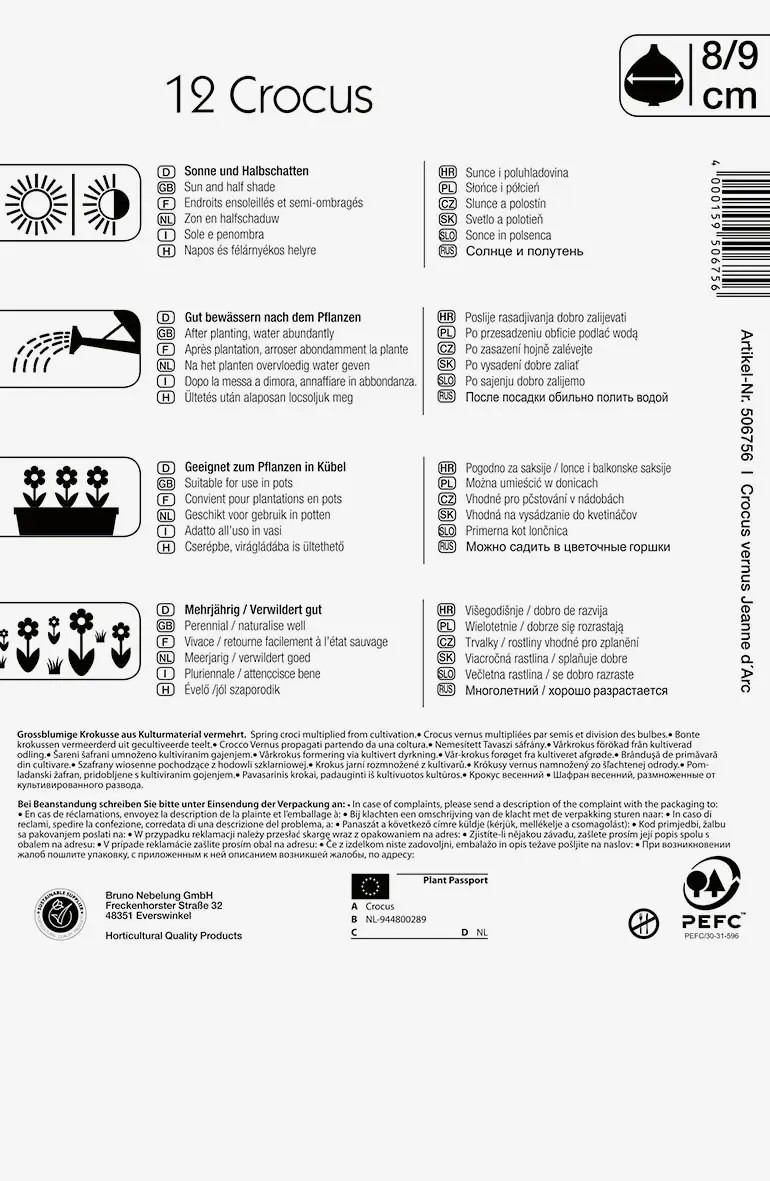 Großblumiger Krokus Jeanne d`Arc Crocus vernus